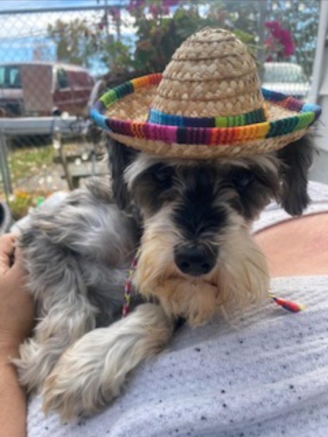 Enlarge Jenny-miniature schnauzer, an adopted Miniature Schnauzer in Hamburg, NY image 5/6