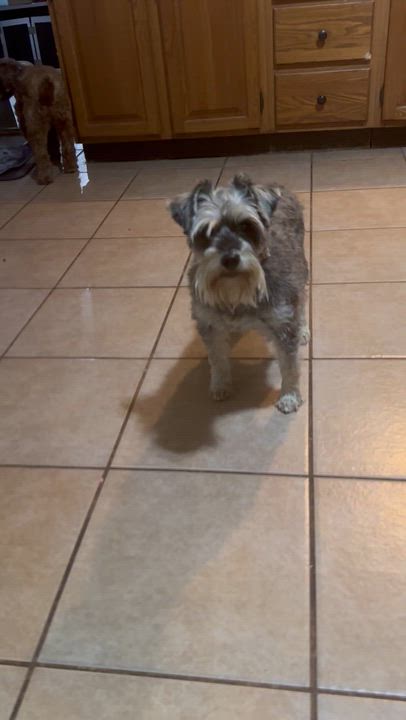 Enlarge Jenny-miniature schnauzer, an adopted Miniature Schnauzer in Hamburg, NY video 6/6