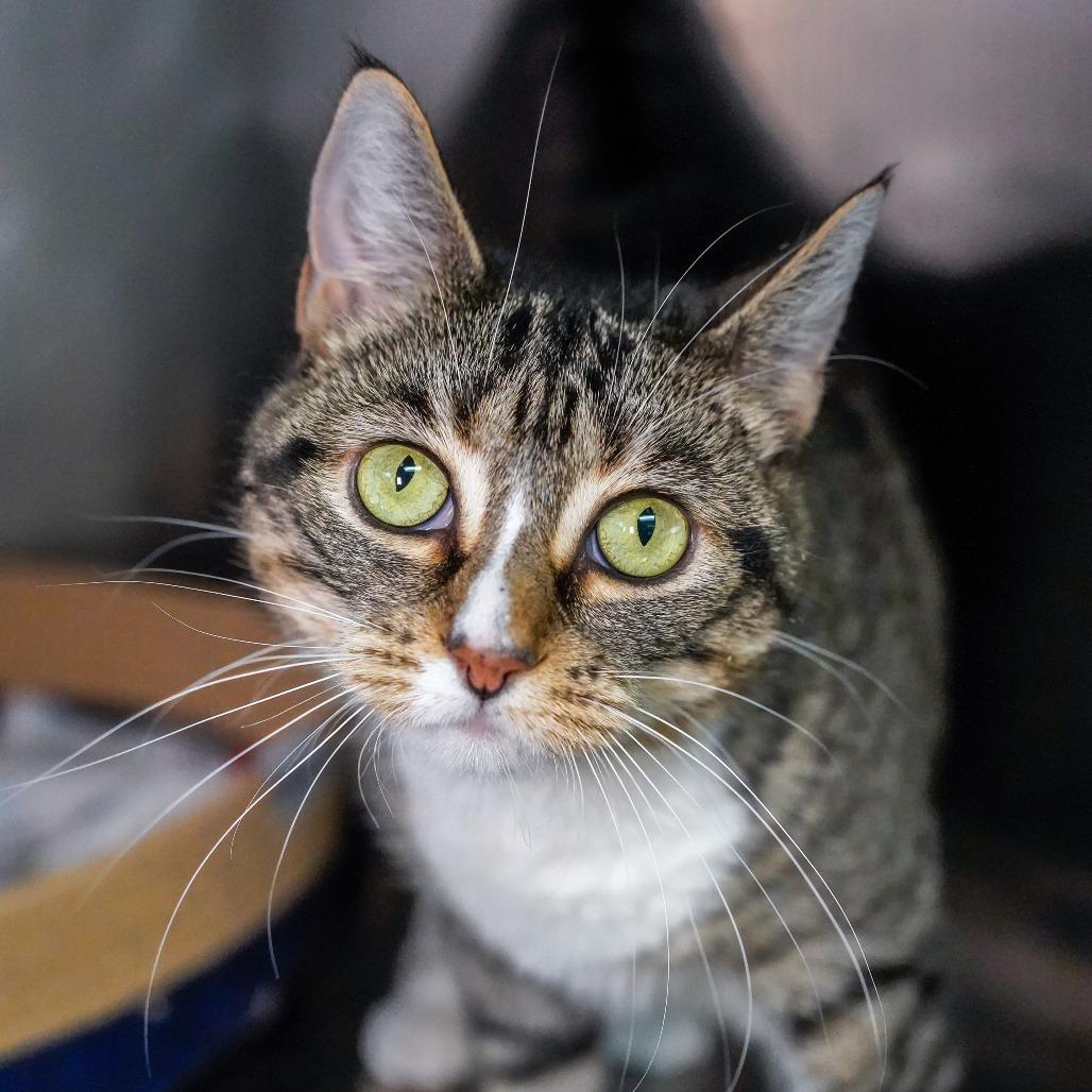 Kitty Kali, Adoptable, Senior Female Domestic Short Hair.