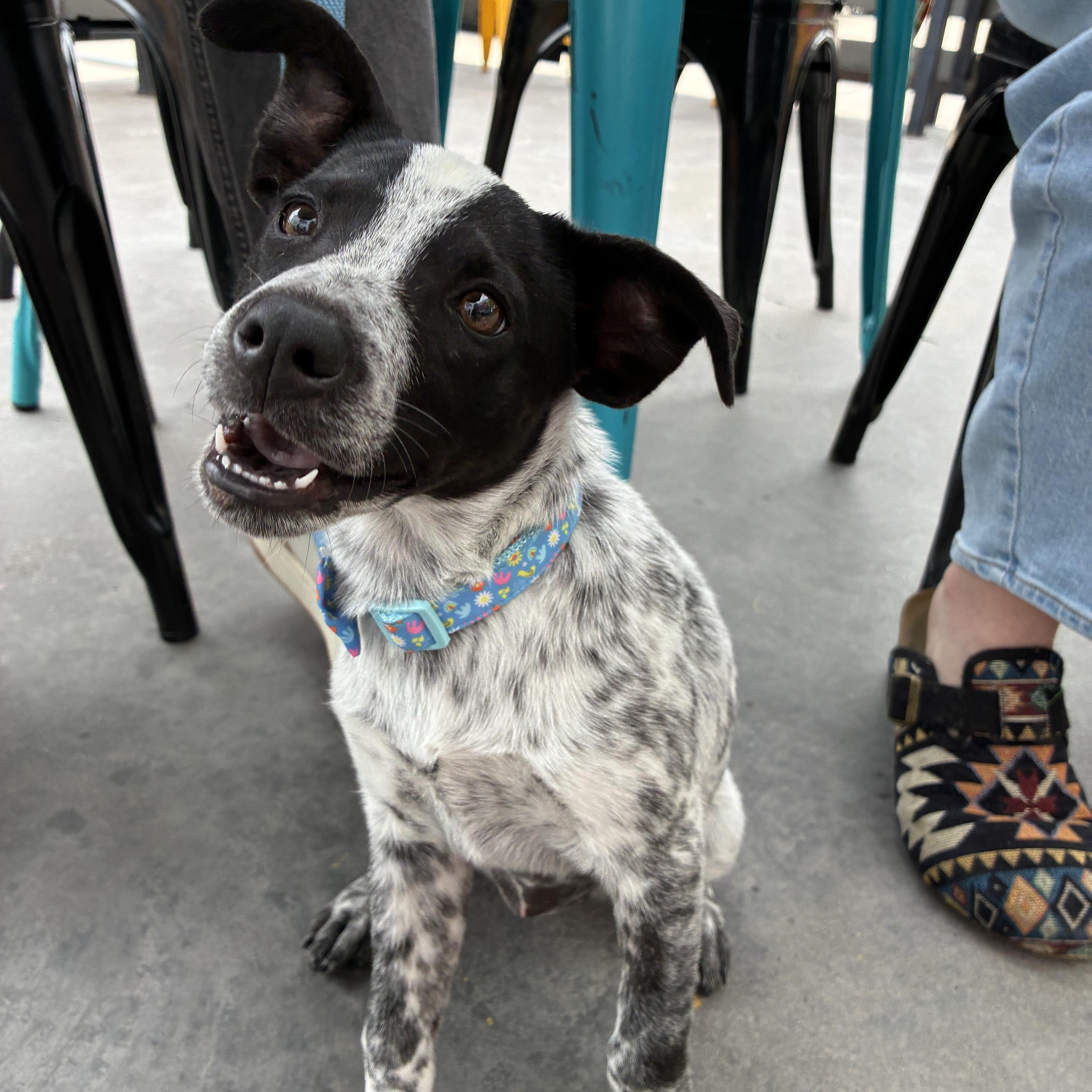Enlarge Jessie, a ADOPTABLE mixed breed in Oklahoma City, OK image 1/5