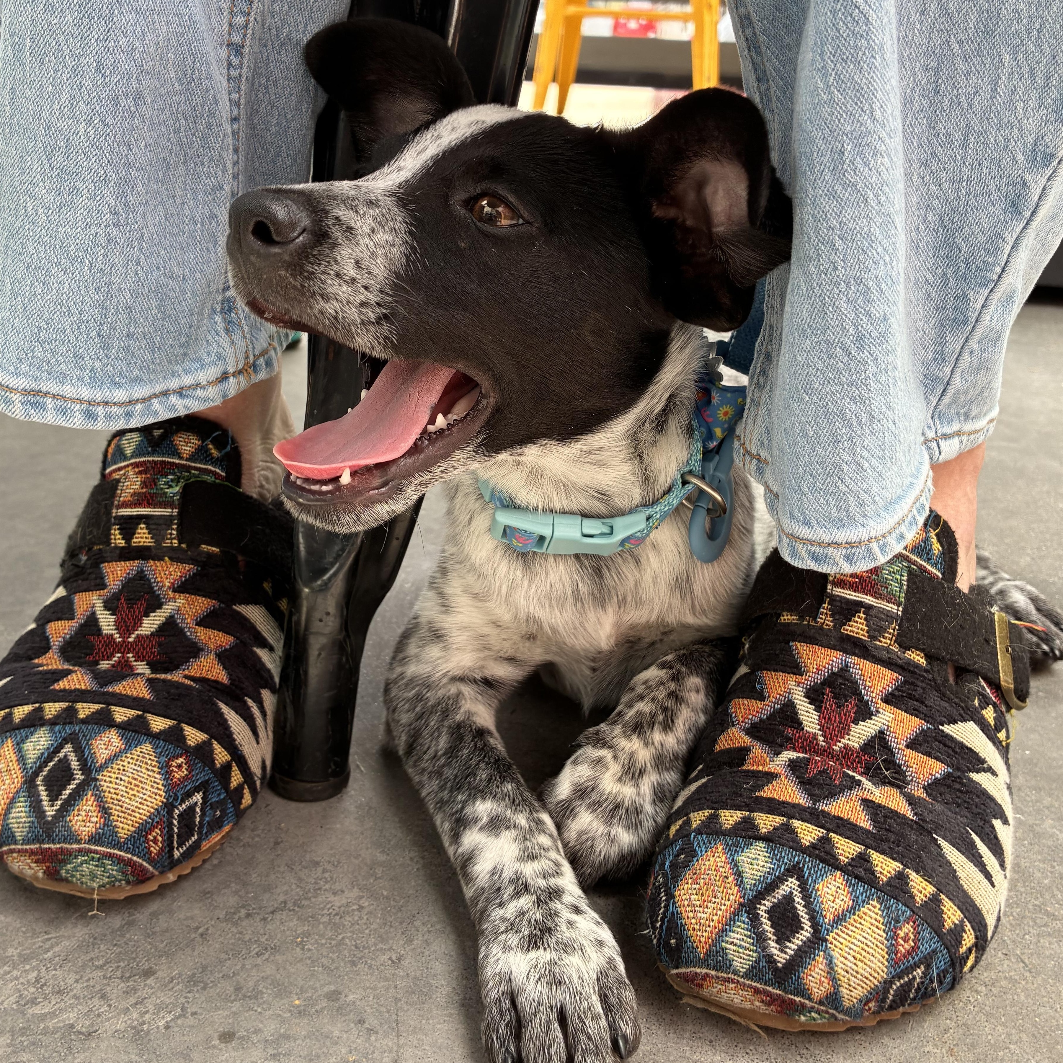 Enlarge Jessie, a ADOPTABLE mixed breed in Oklahoma City, OK image 5/5