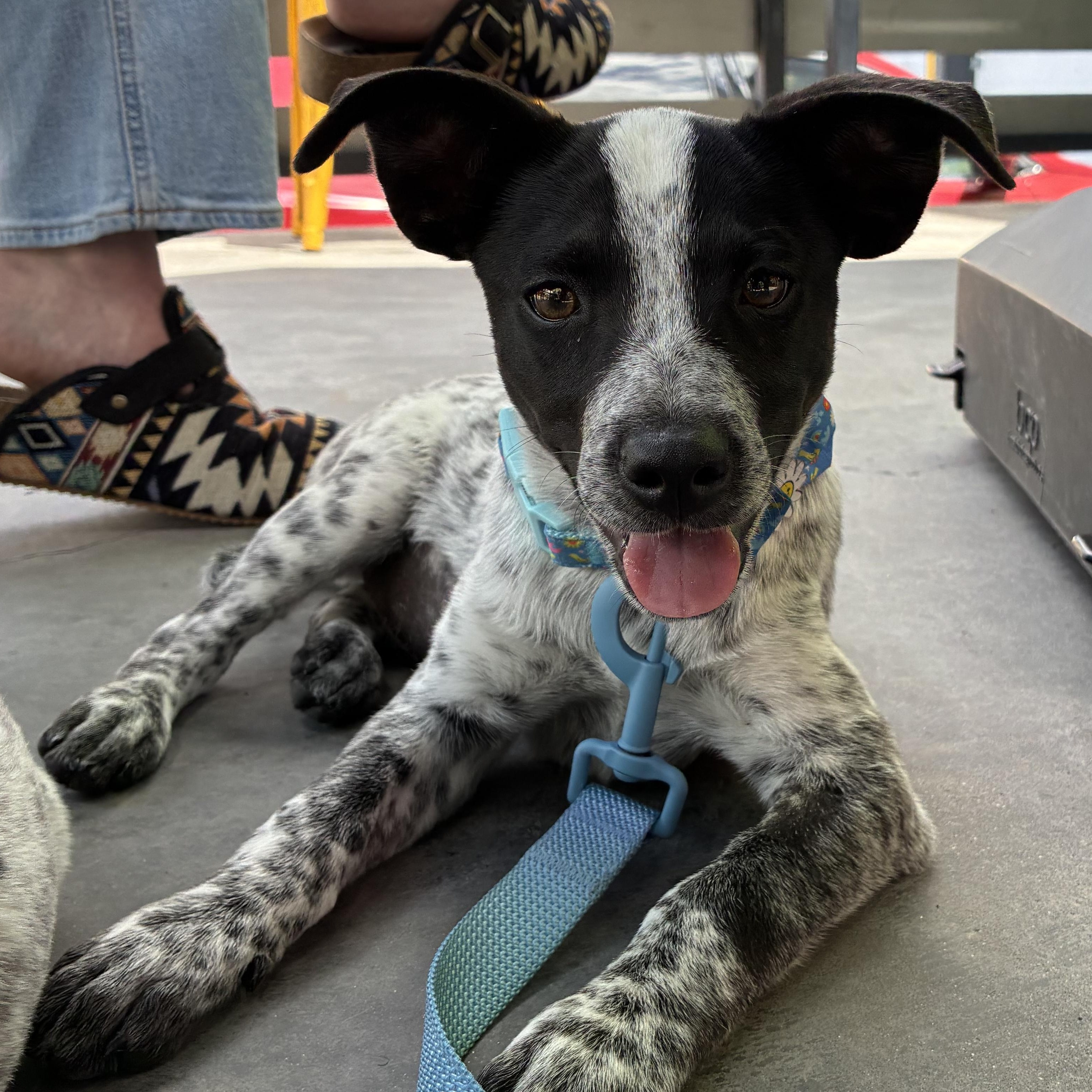 Enlarge Jessie, a ADOPTABLE mixed breed in Oklahoma City, OK image 2/5