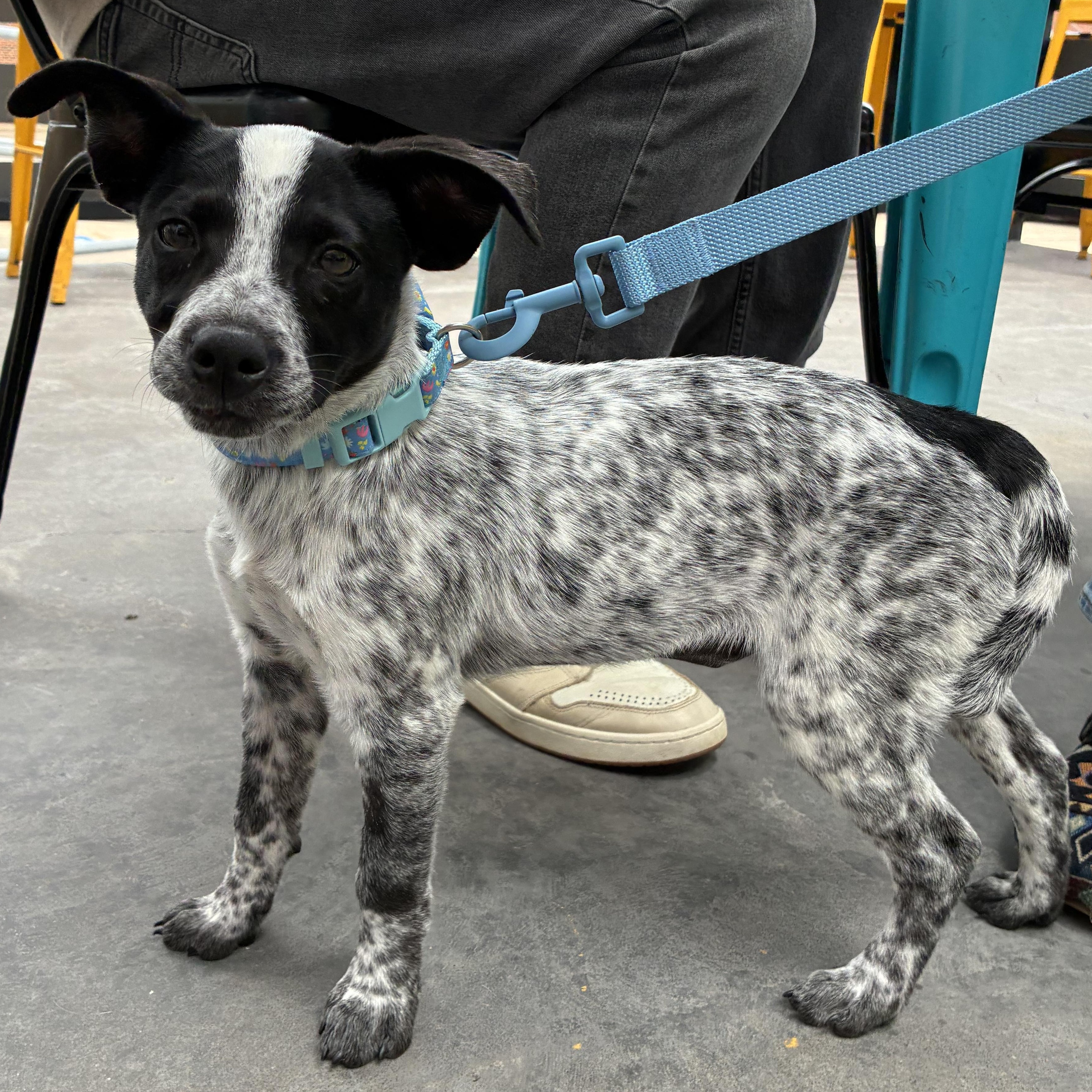 Enlarge Jessie, a ADOPTABLE mixed breed in Oklahoma City, OK image 4/5