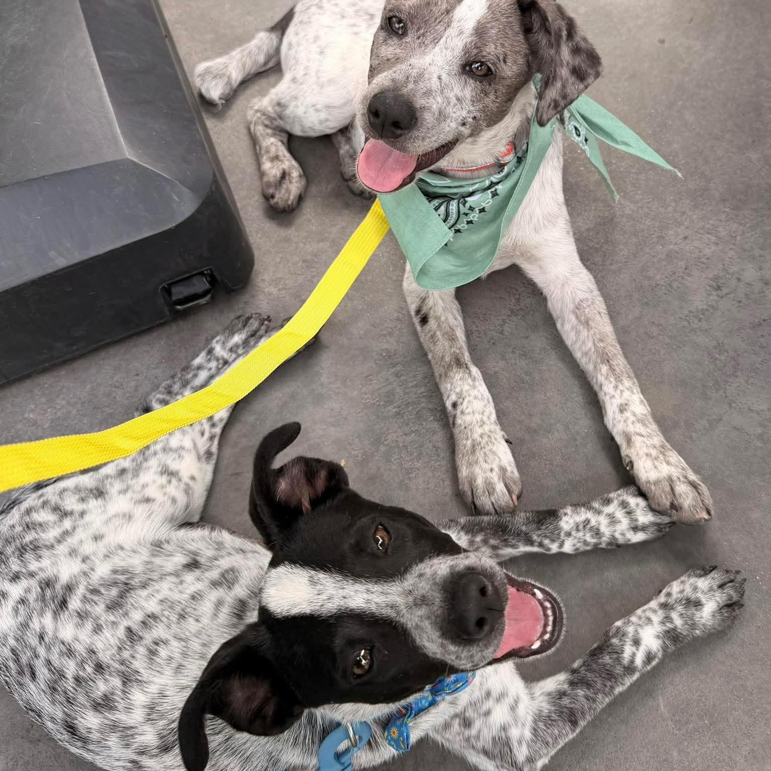 Enlarge Jessie, a ADOPTABLE mixed breed in Oklahoma City, OK image 3/5