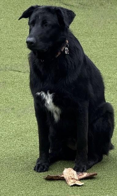 Skylar, Young Female German Shepherd Dog