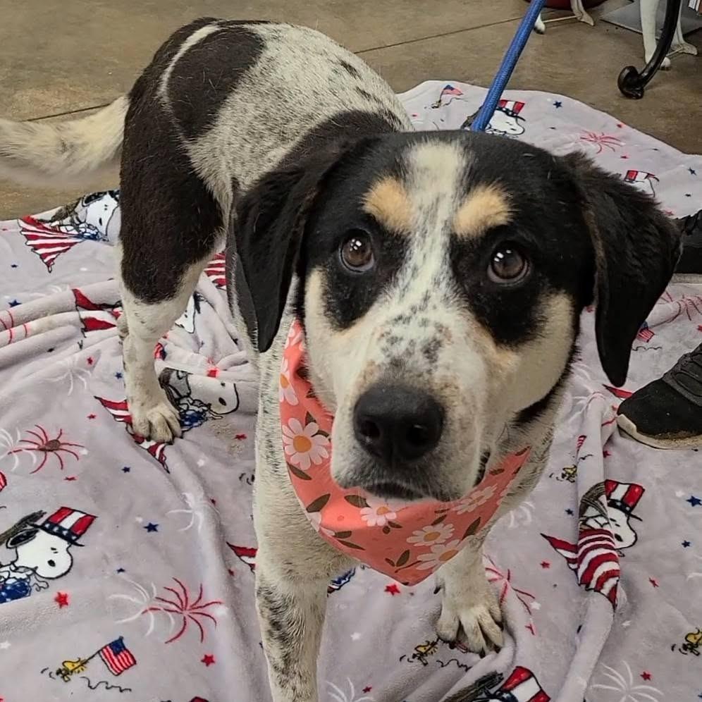 Timmy, Adoptable, Adult Male Australian Cattle Dog / Blue Heeler & Retriever.