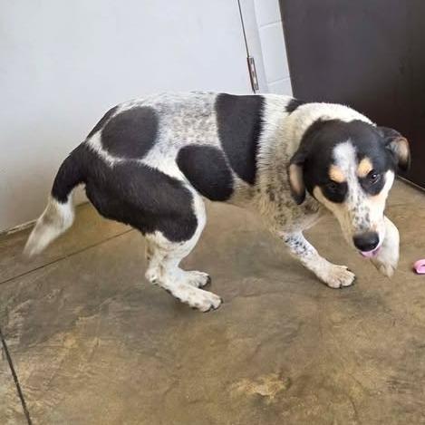 Enlarge Timmy, a Adoptable mixed breed in Enterprise, AL image 2/2