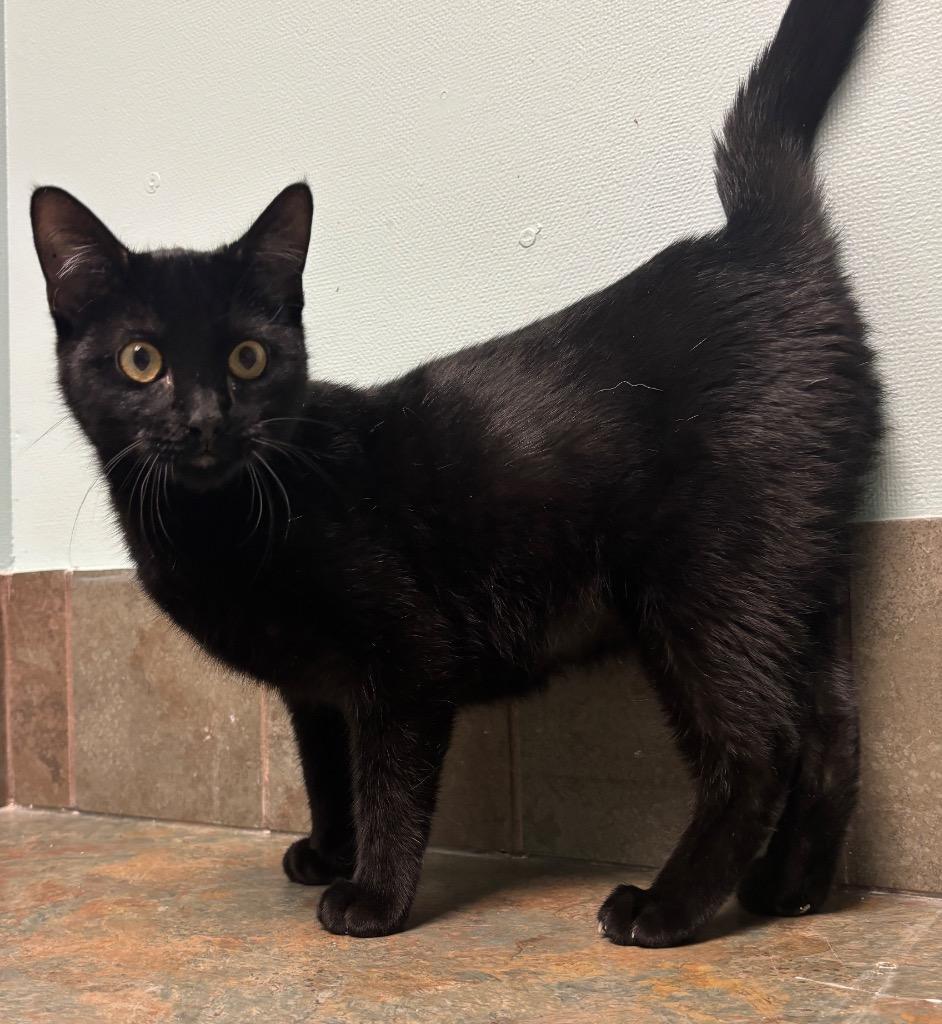 Paris, adopted, Kitten Female Domestic Short Hair.