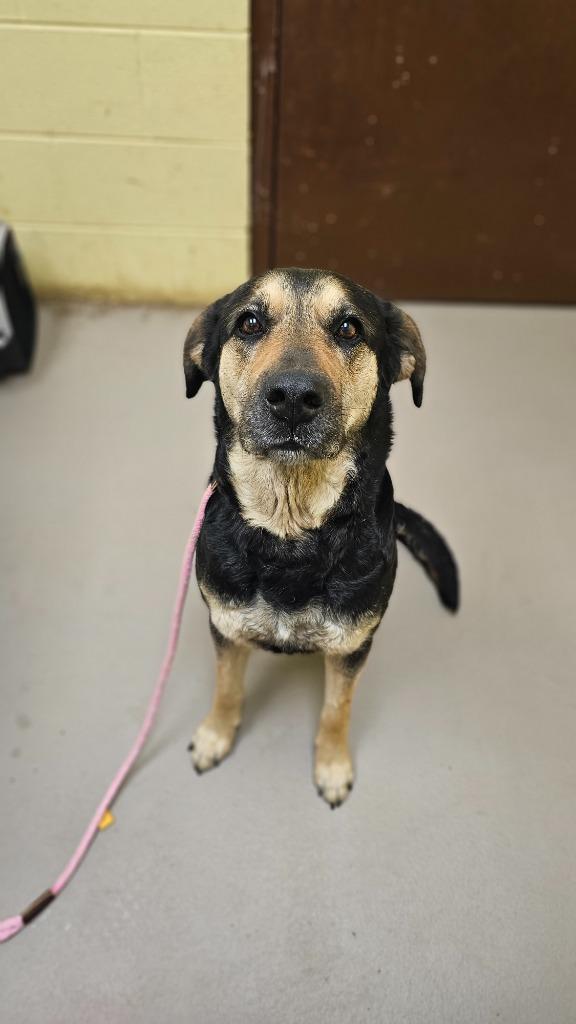 Enlarge Gemini, a Adoptable mixed breed in Crossville, TN image 1/1
