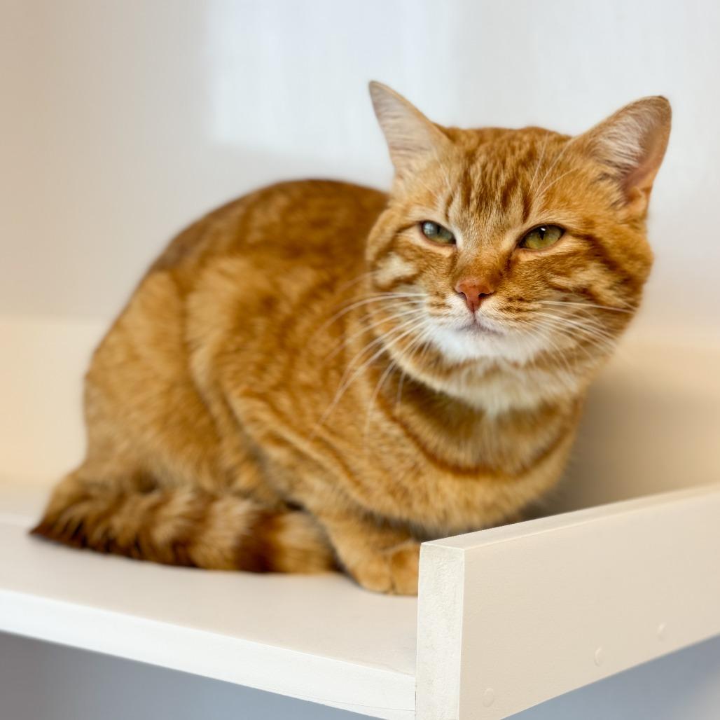 Enlarge Matt Damon, a Adoptable Domestic Short Hair in Fort Wayne, IN image 2/5