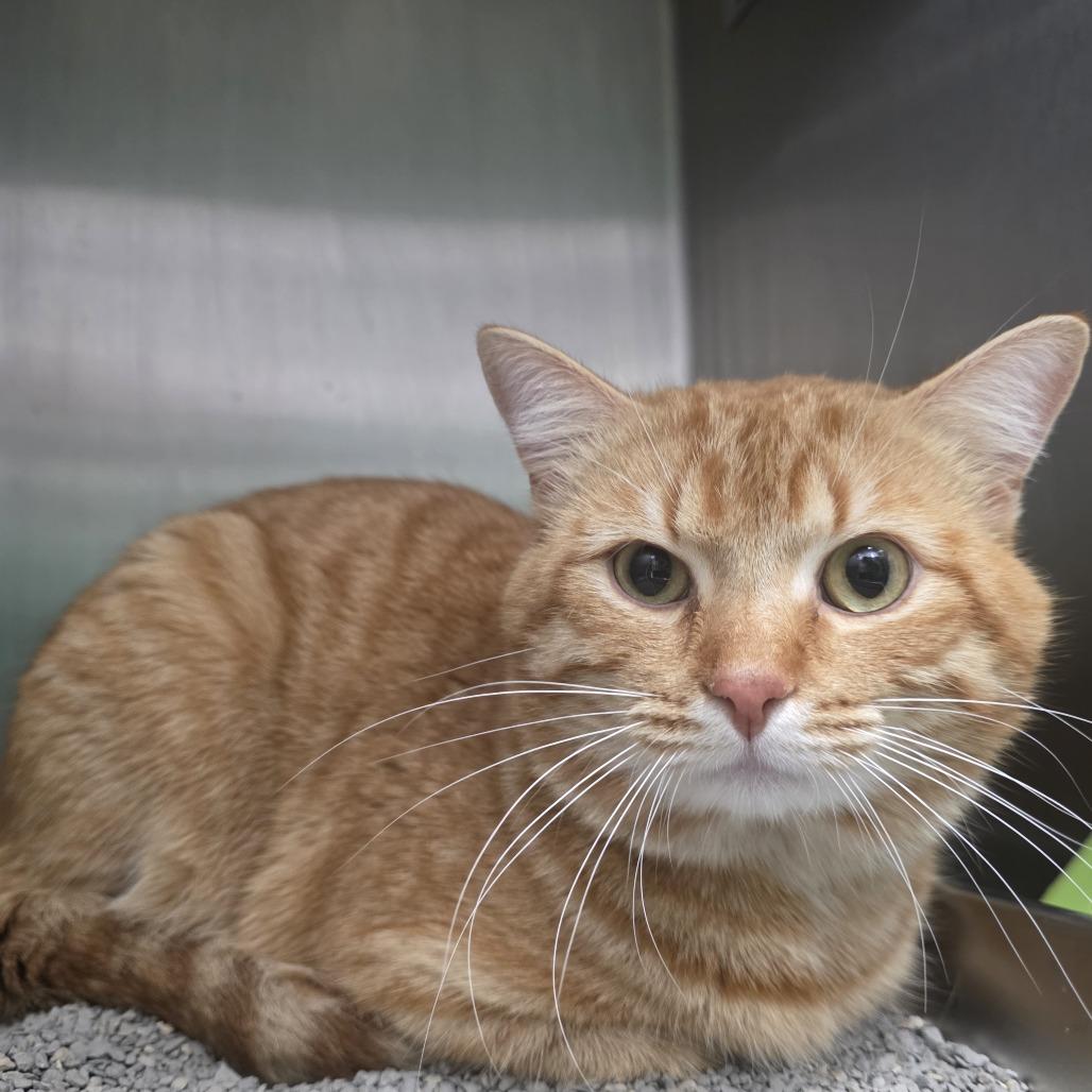 Enlarge Matt Damon, a Adoptable Domestic Short Hair in Fort Wayne, IN image 4/5