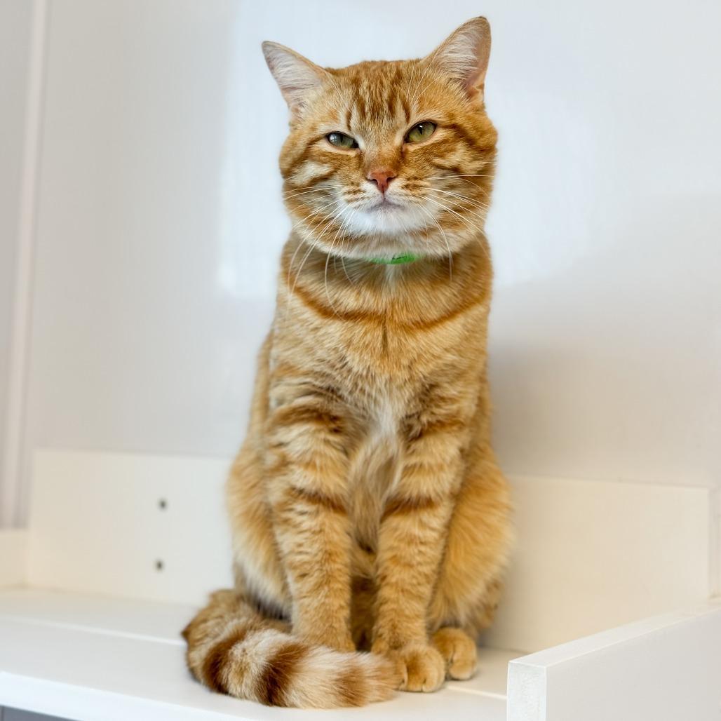 Enlarge Matt Damon, a Adoptable Domestic Short Hair in Fort Wayne, IN image 5/5