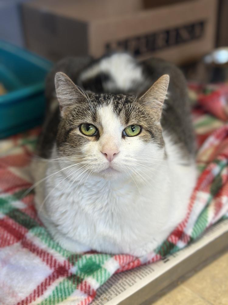 Greta, Adoptable, Adult Female Domestic Short Hair.