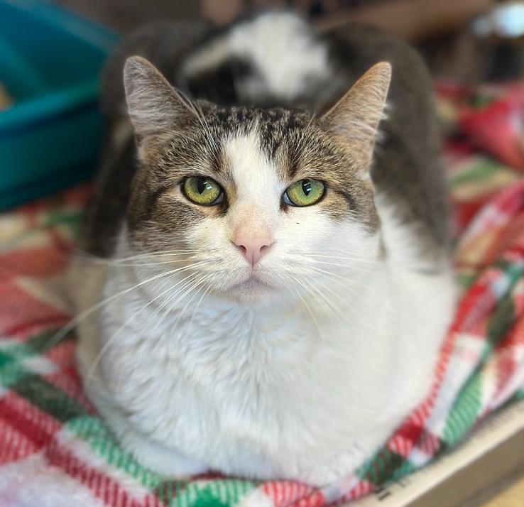 Enlarge Greta, a Adoptable mixed breed in Columbus, OH image 1/1