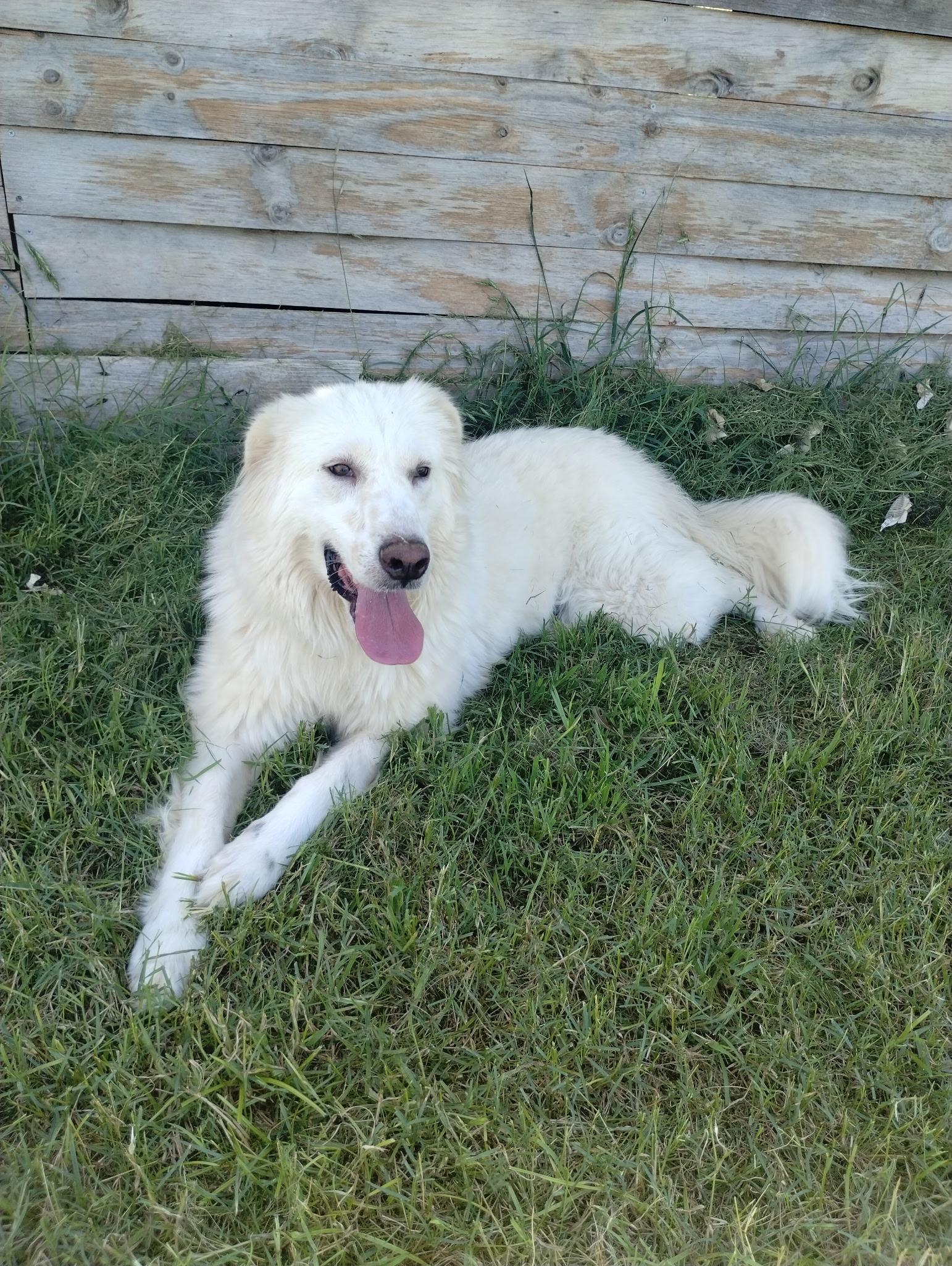 Enlarge Charli Girl SAT, a Adoptable mixed breed in Quinlan, TX image 1/6