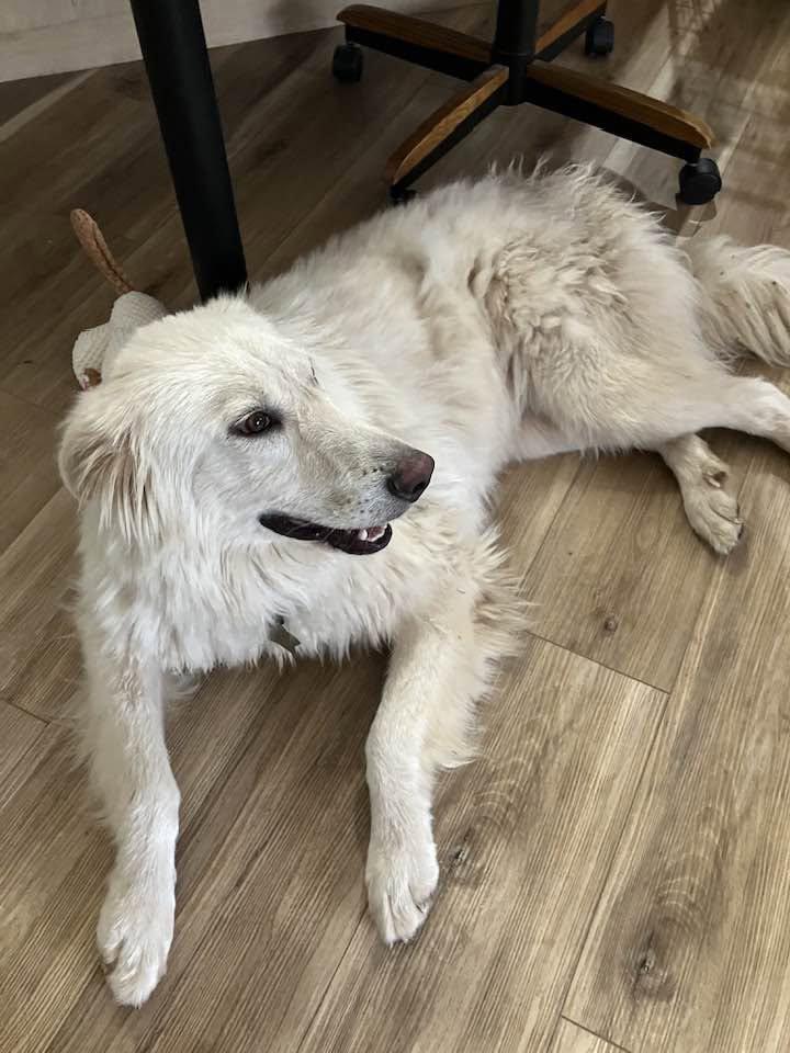 Enlarge Charli Girl SAT, a Adoptable mixed breed in Quinlan, TX image 5/6