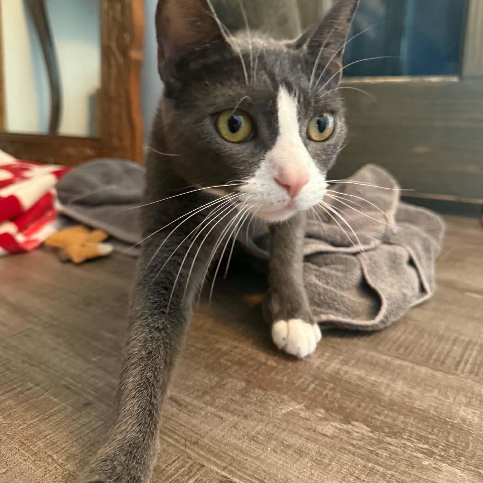 Mama Celeste, ADOPTABLE, Young Female Domestic Short Hair.