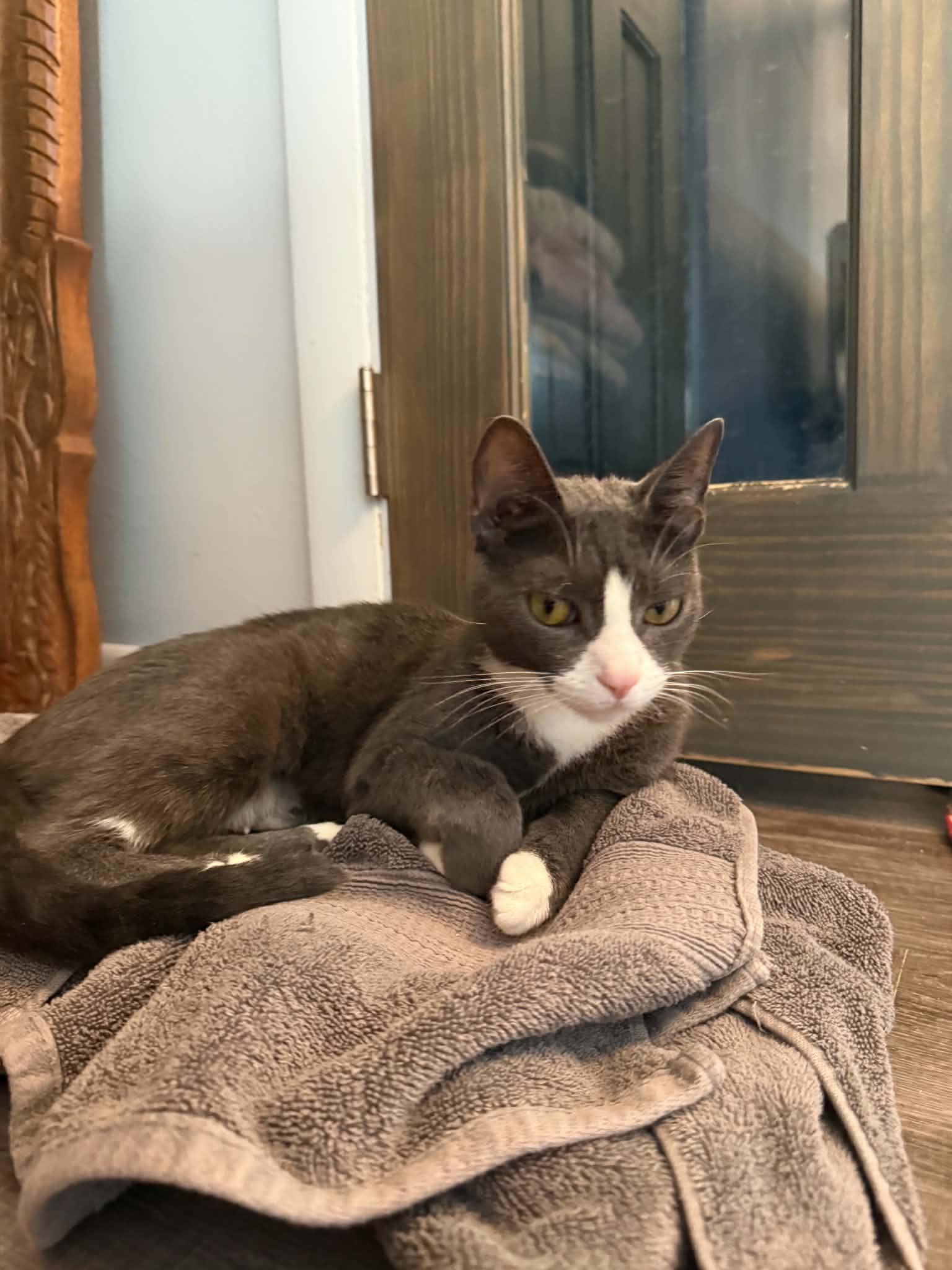 Enlarge Mama Celeste, a ADOPTABLE Domestic Short Hair in Buffalo, NY image 4/4