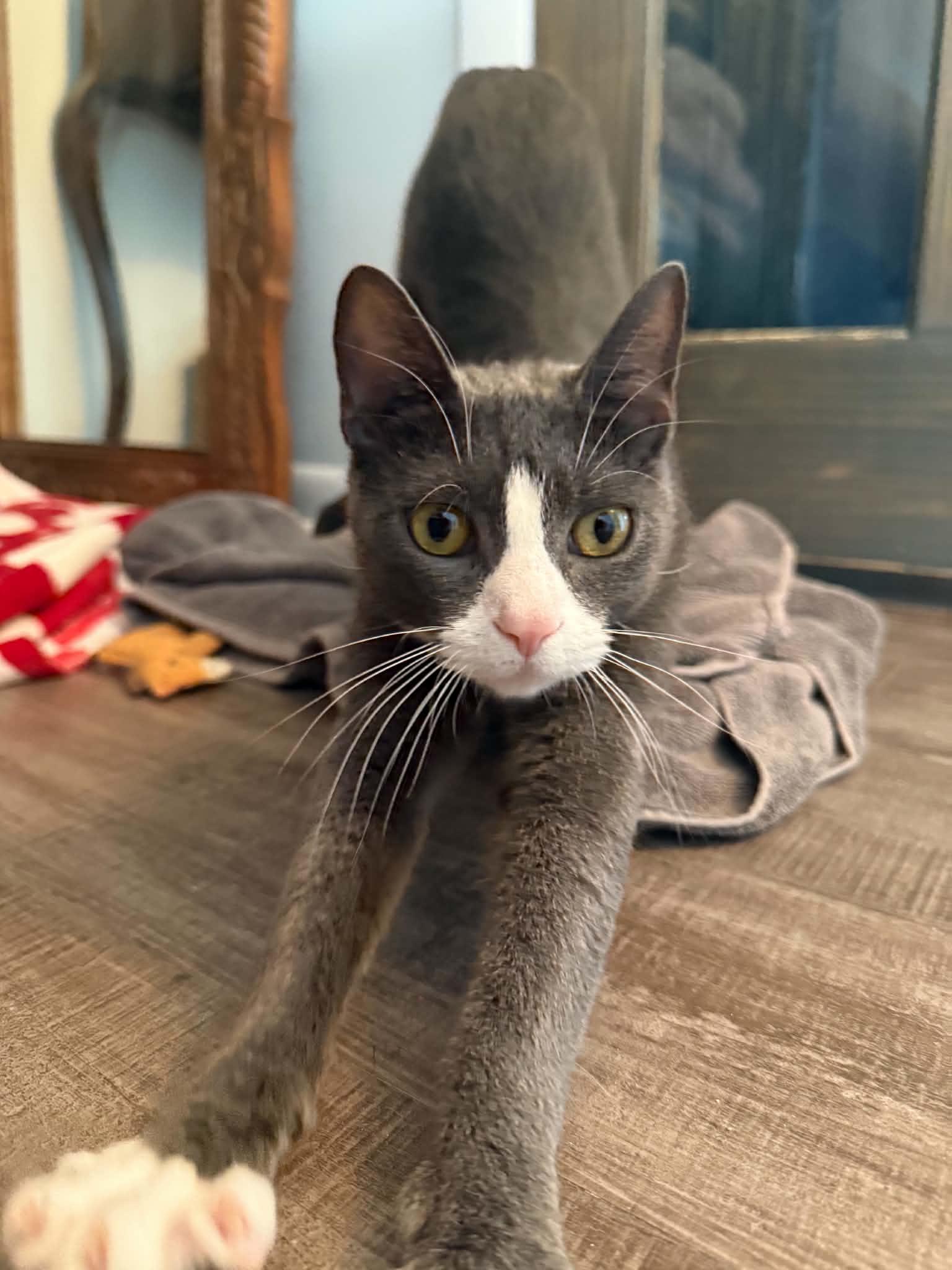 Enlarge Mama Celeste, a ADOPTABLE Domestic Short Hair in Buffalo, NY image 2/4