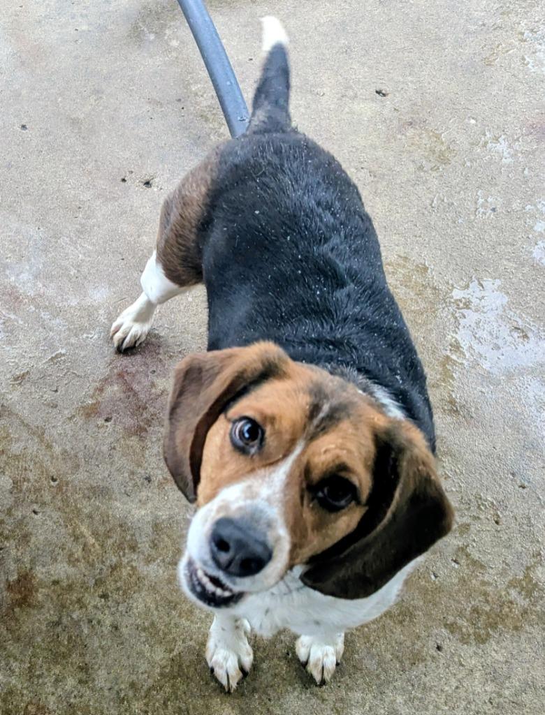Enlarge Lucille, a Adopted Beagle in Indianola, IA image 1/1