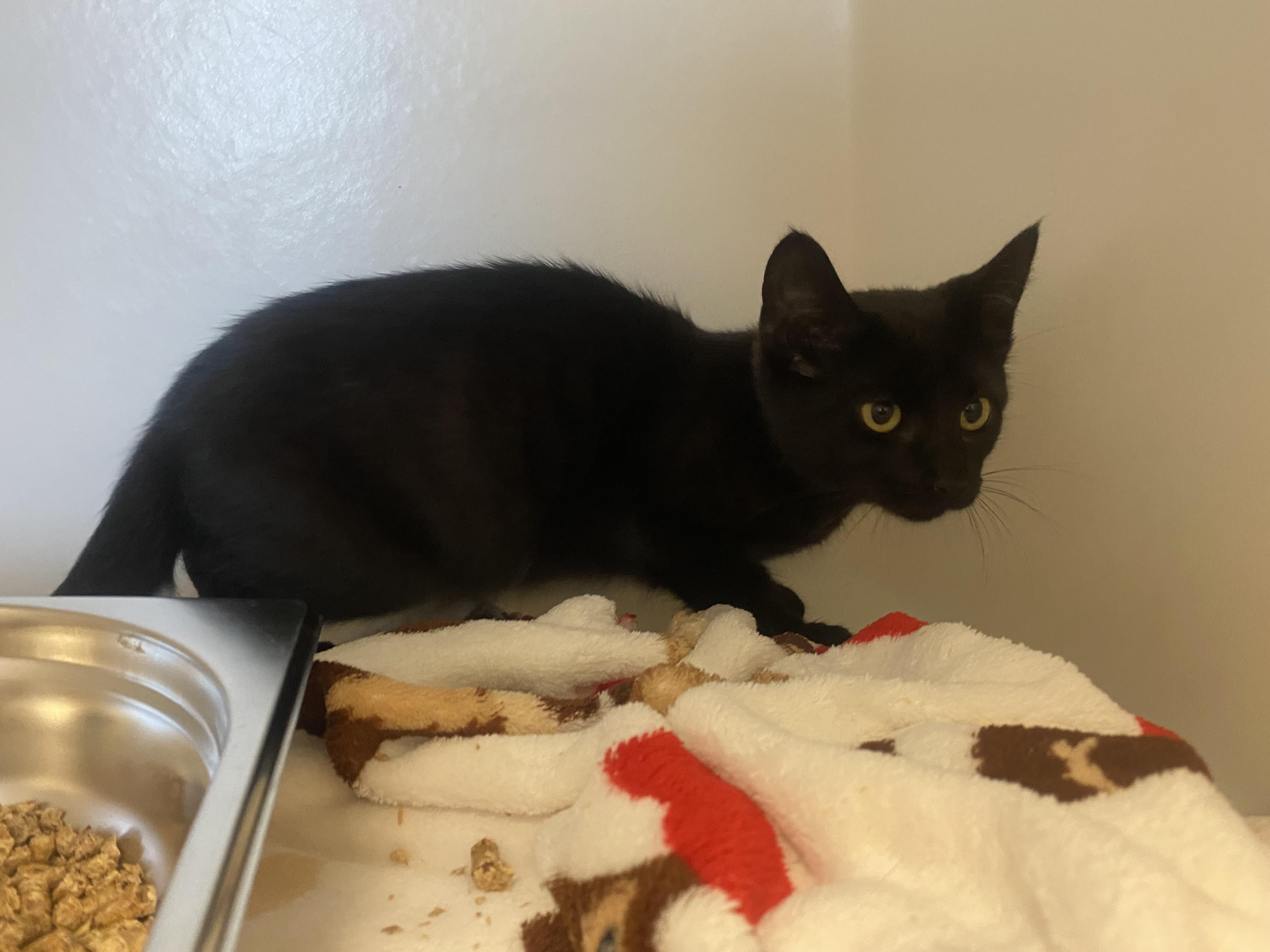 Buzzy, a ADOPTABLE Domestic Short Hair in King George, VA image 3/3