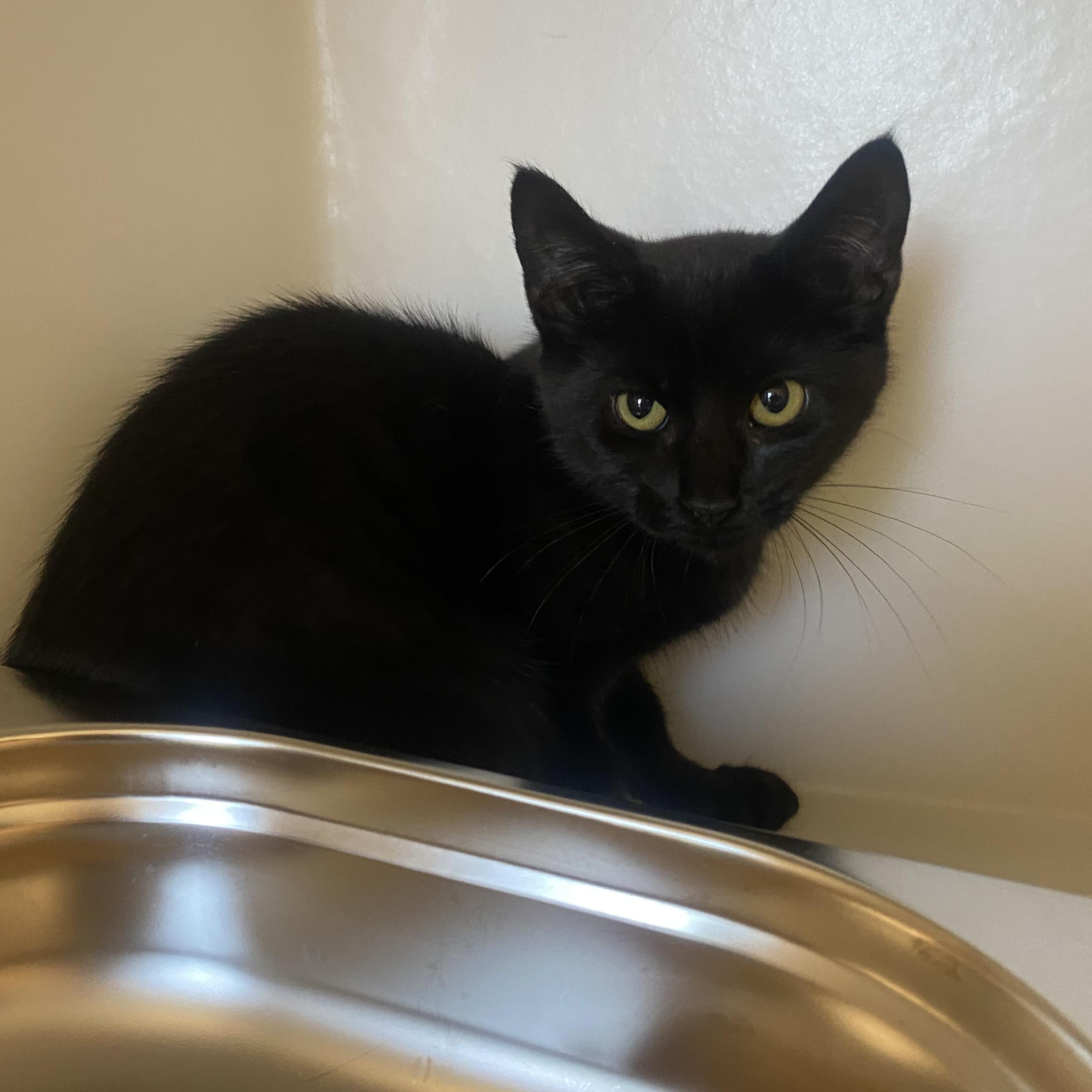 Buzzy, a ADOPTABLE Domestic Short Hair in King George, VA image 1/3