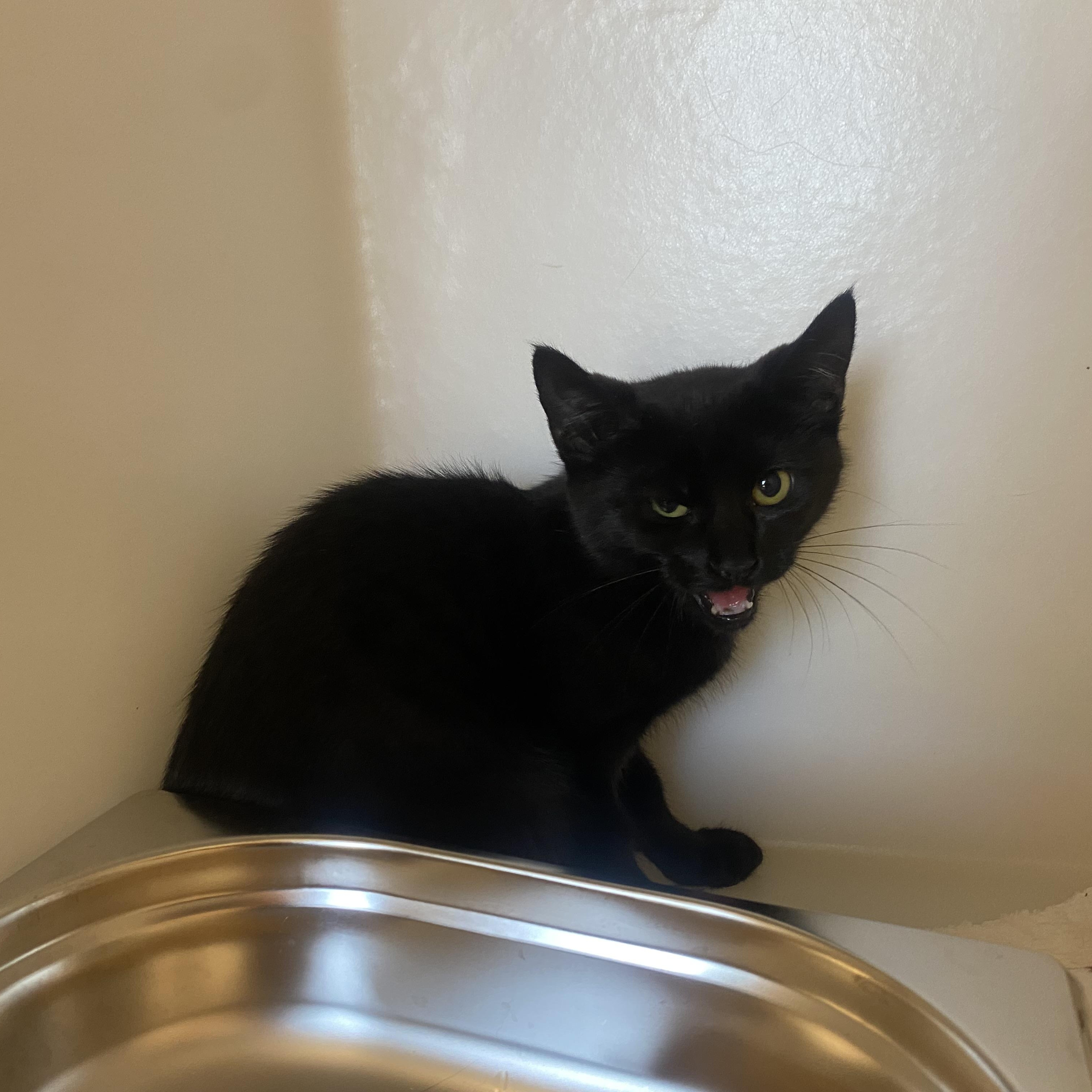 Buzzy, a ADOPTABLE Domestic Short Hair in King George, VA image 2/3
