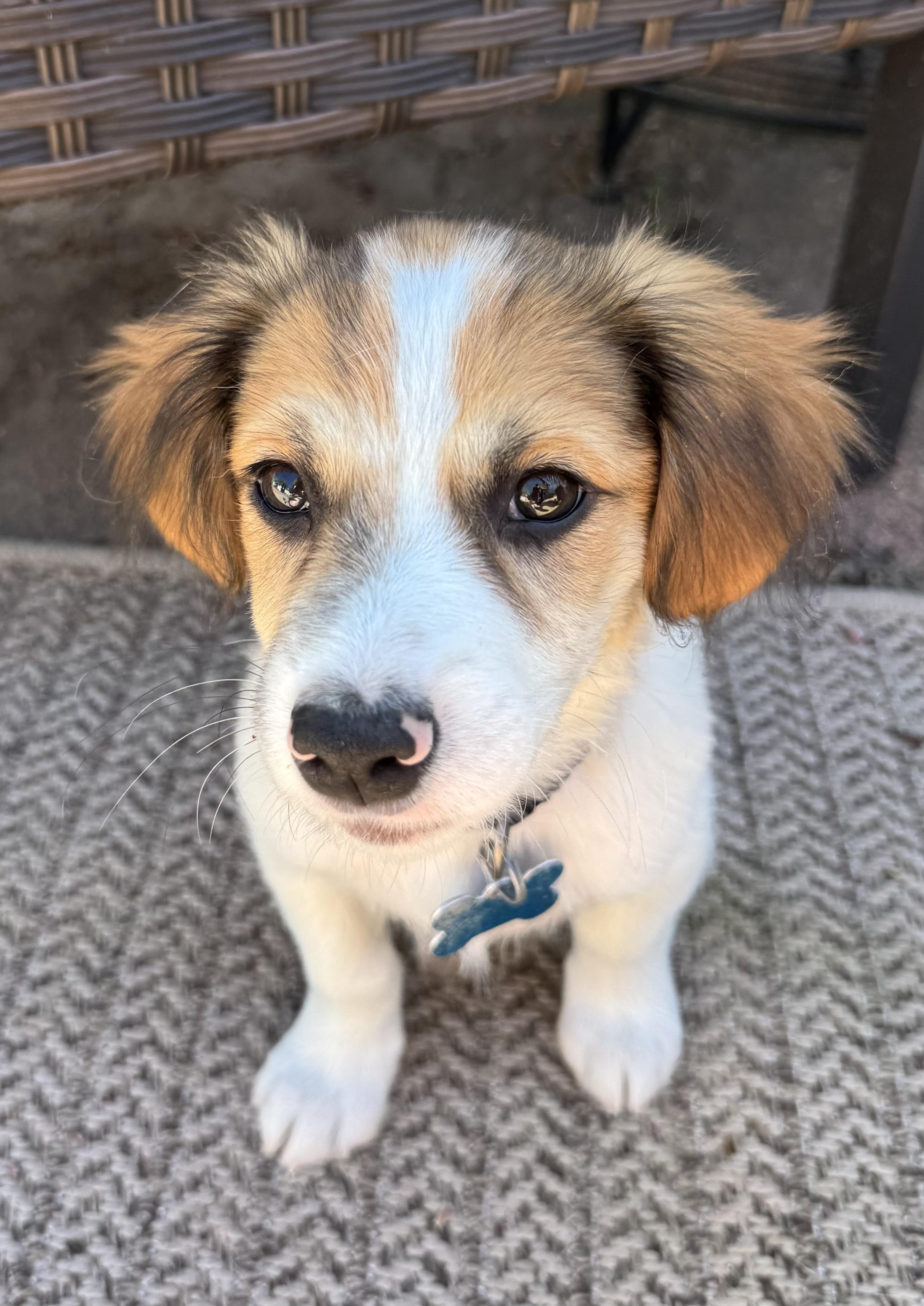 Levi, ADOPTABLE, Puppy Male Terrier & Spaniel.