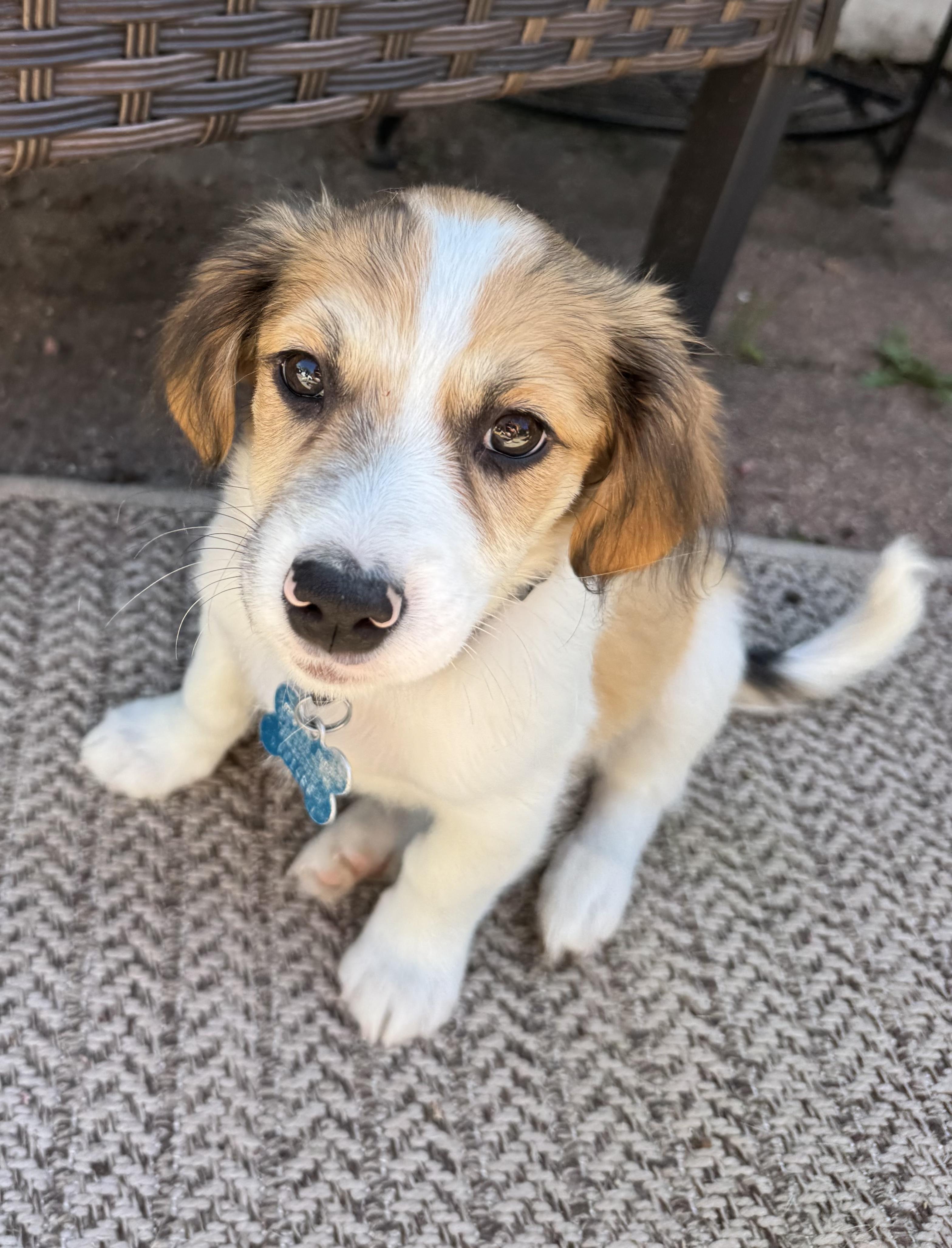 Enlarge Levi, an adopted mixed breed in Minneapolis, MN image 3/5