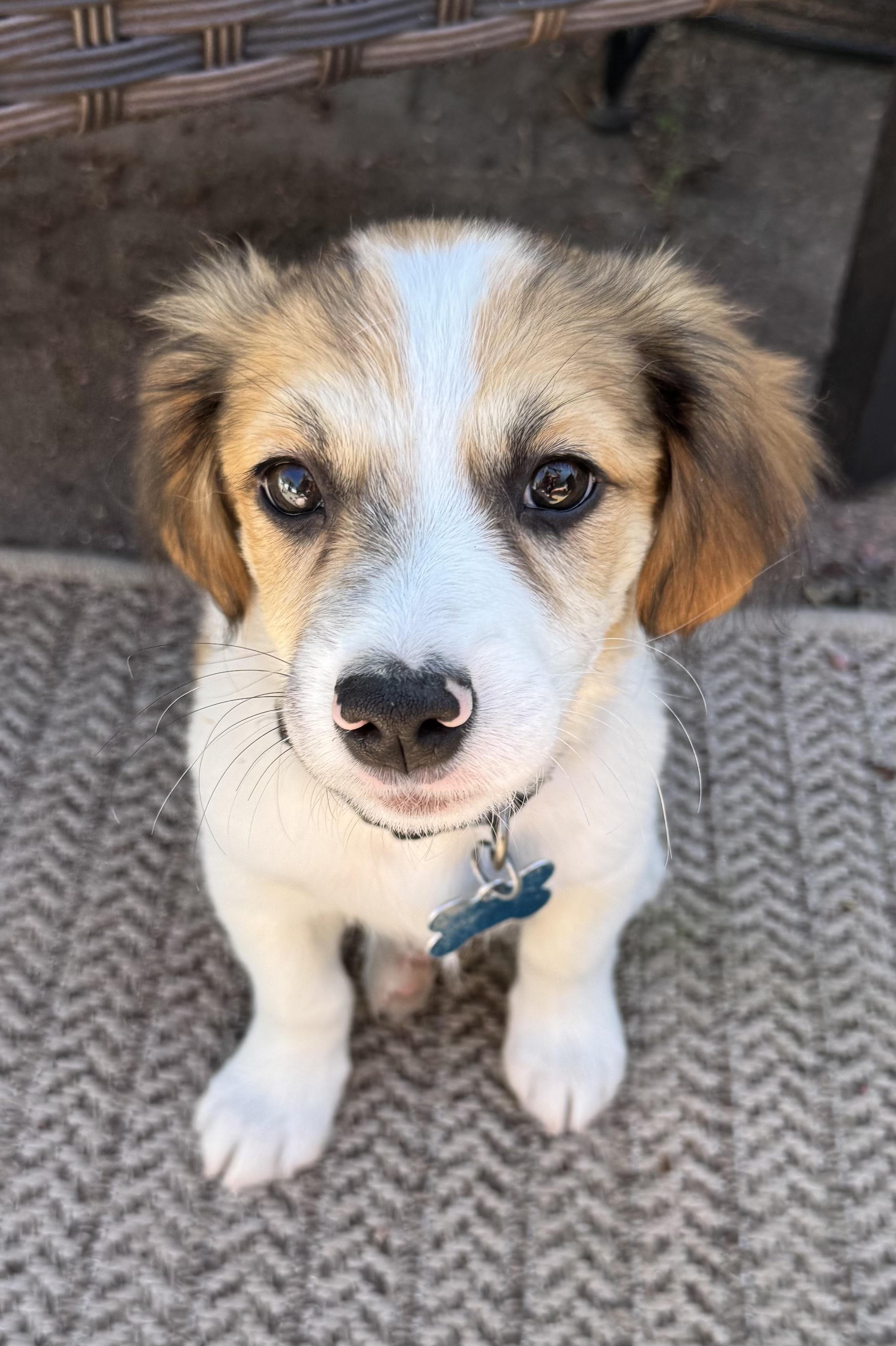 Enlarge Levi, an adopted mixed breed in Minneapolis, MN image 4/5