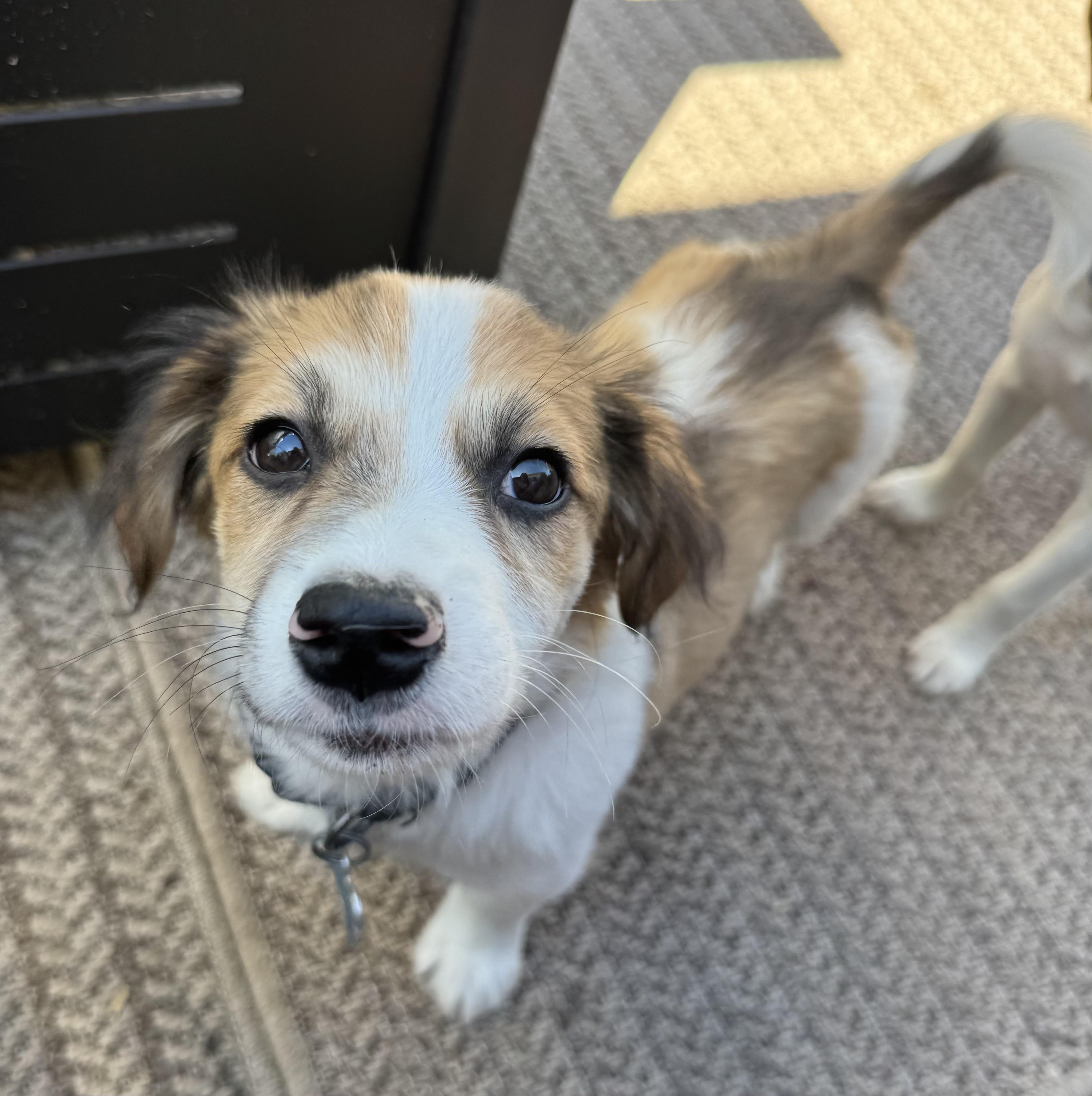 Enlarge Levi, an adopted mixed breed in Minneapolis, MN image 2/5