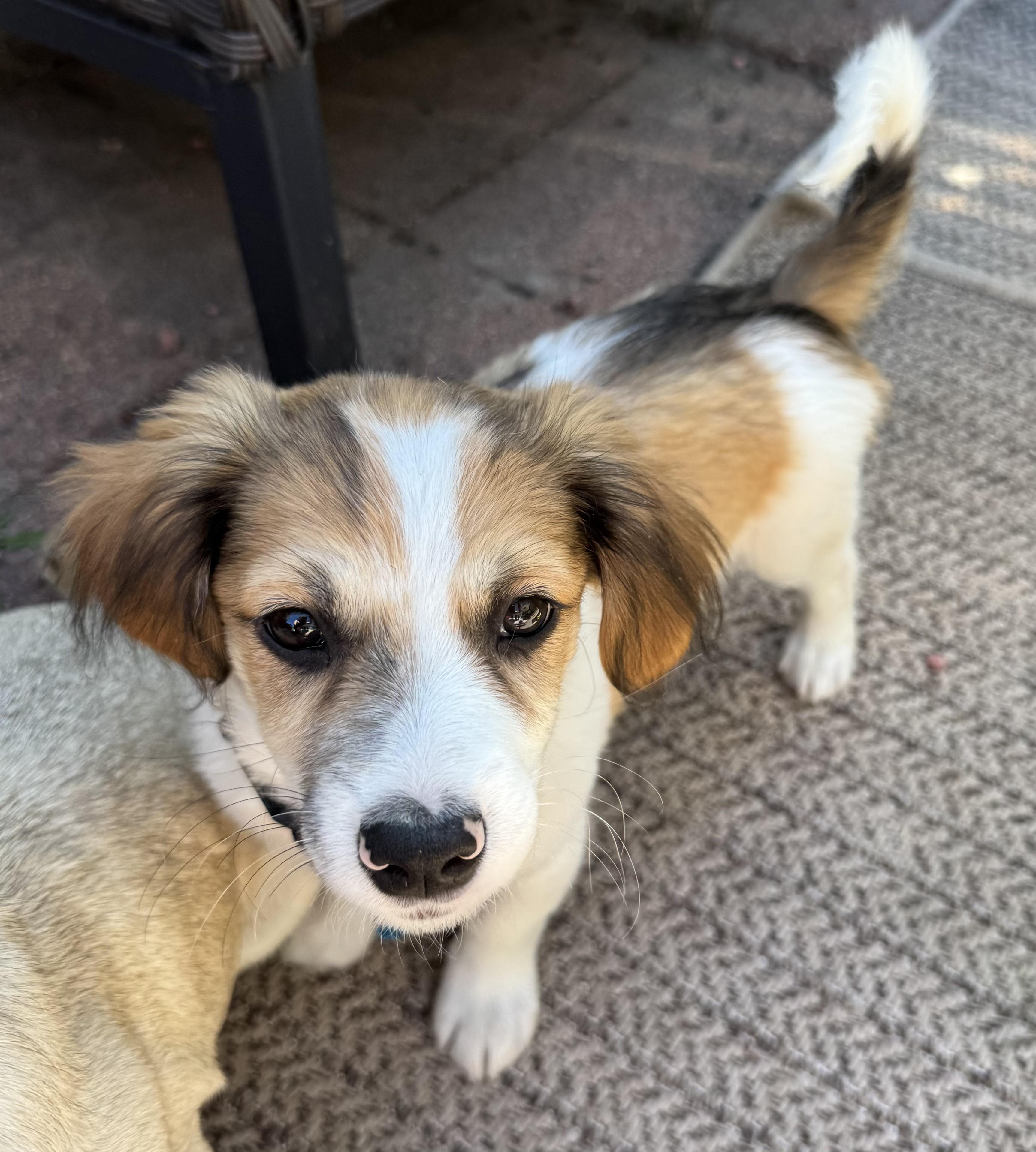 Enlarge Levi, an adopted mixed breed in Minneapolis, MN image 5/5