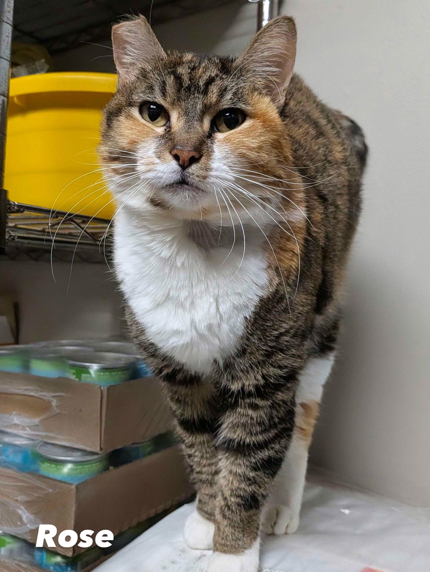 Enlarge Rose, a Adoptable Domestic Short Hair in Lake Saint Louis, MO image 1/1