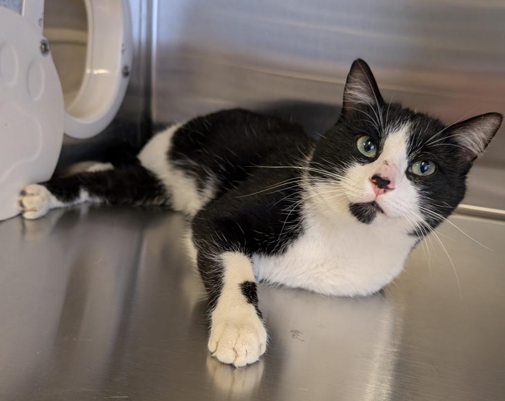 Enlarge Jasper, a Adoptable mixed breed in Havre, MT image 1/1