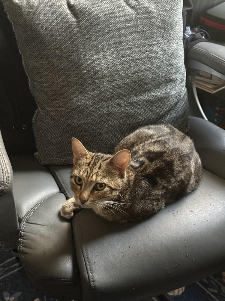 Purrsephone, a Adoptable Domestic Short Hair in Orlando, FL image 2/4