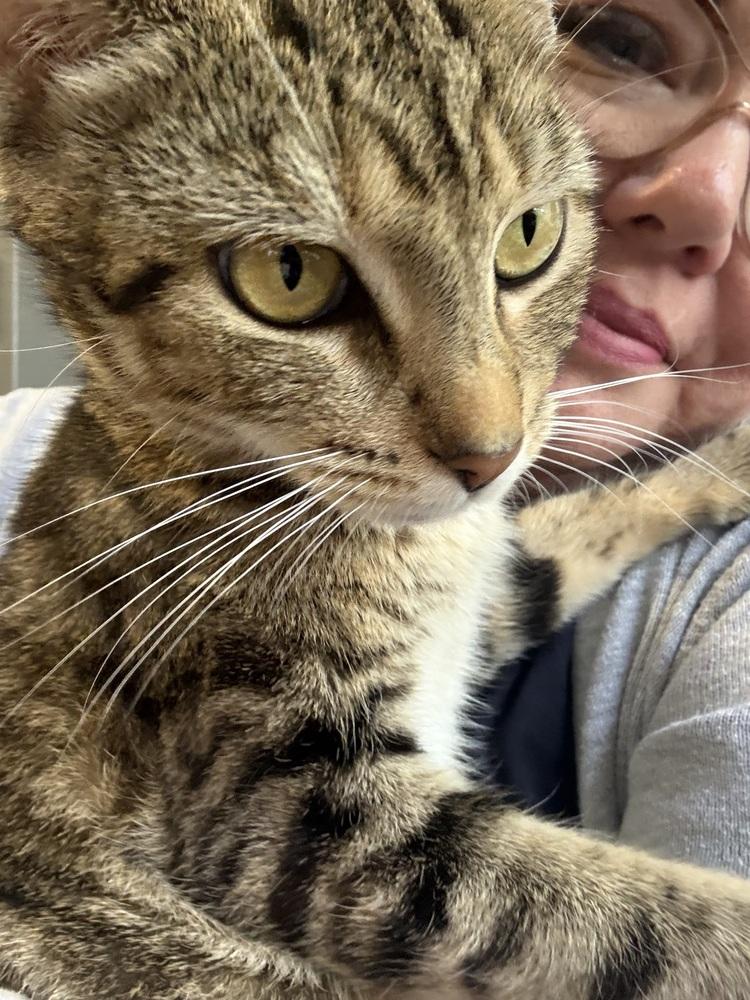 Purrsephone, a Adoptable Domestic Short Hair in Orlando, FL image 3/4