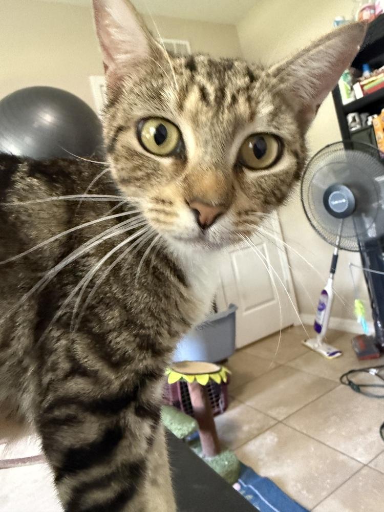 Purrsephone, a Adoptable Domestic Short Hair in Orlando, FL image 4/4