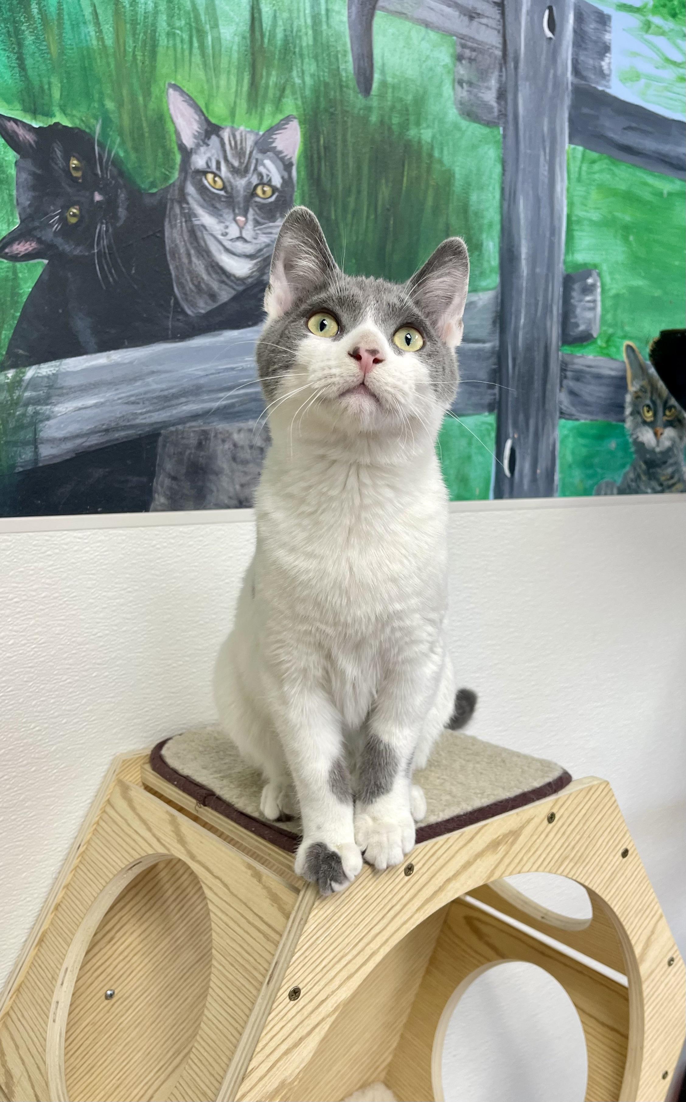 Orson, a Adoptable mixed breed in Battle Creek, MI image 3/5