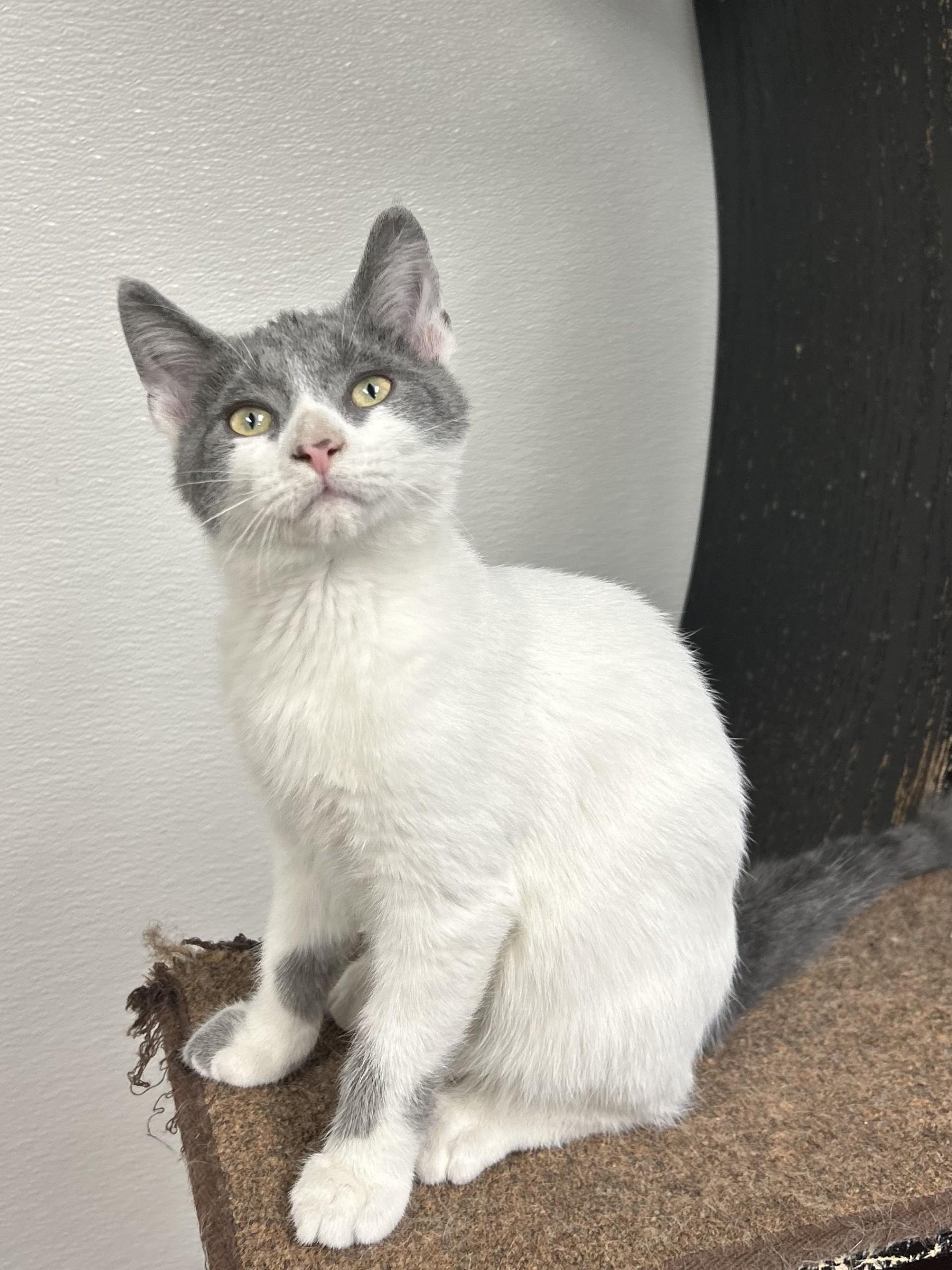 Orson, a Adoptable mixed breed in Battle Creek, MI image 5/5