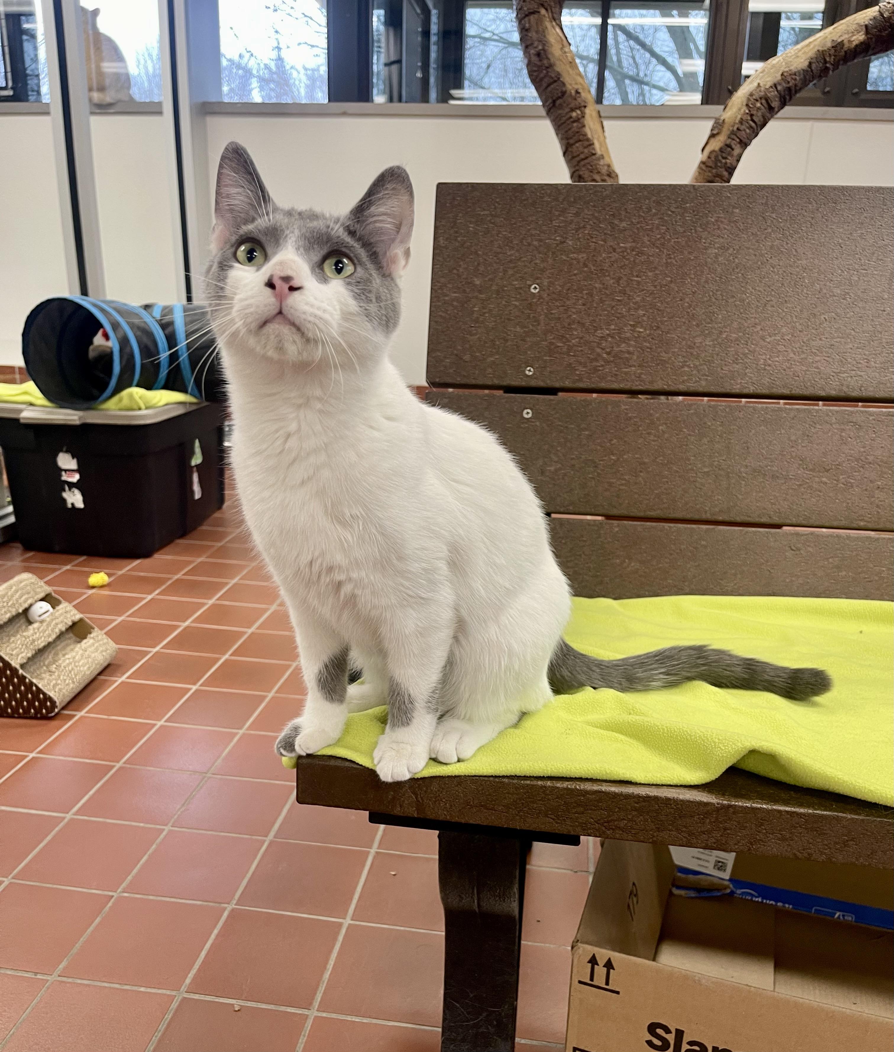 Orson, Adoptable, Kitten Male Domestic Short Hair.