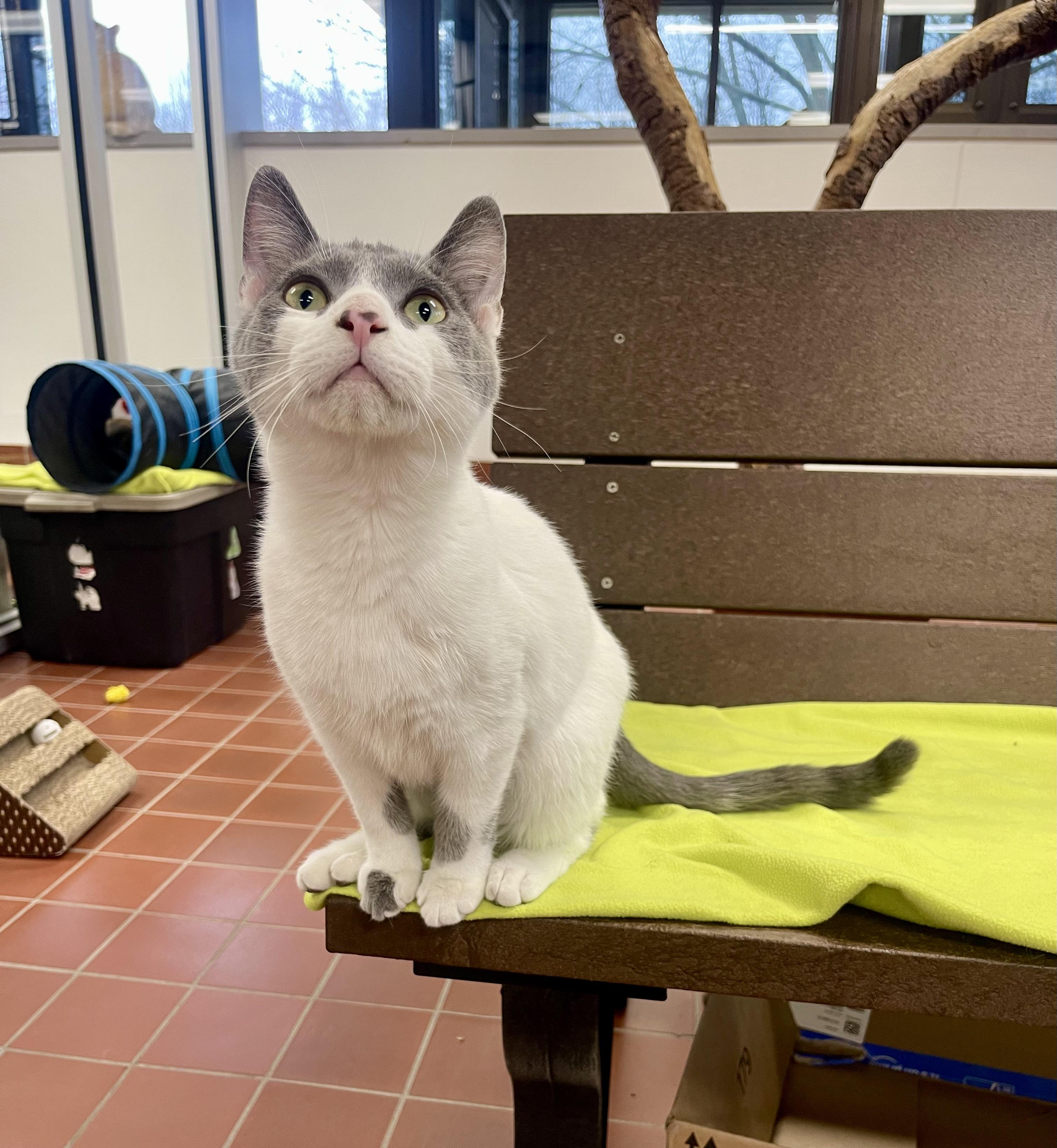Orson, a Adoptable mixed breed in Battle Creek, MI image 2/5