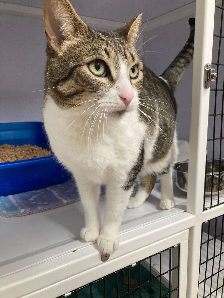 Enlarge PenPen, a Adoptable mixed breed in Peoria, AZ image 5/5
