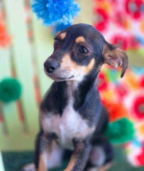 Lopee, Adopted, Puppy Male Miniature Pinscher & Dachshund.