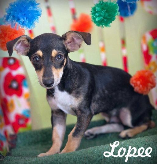 Lopee, a Adopted mixed breed in Anaheim Hills, CA image 2/3