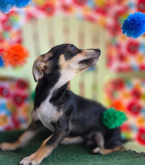 Lopee, a Adopted mixed breed in Anaheim Hills, CA image 3/3