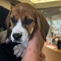 Bryce, a Adopted mixed breed in Kenner, LA image 2/3