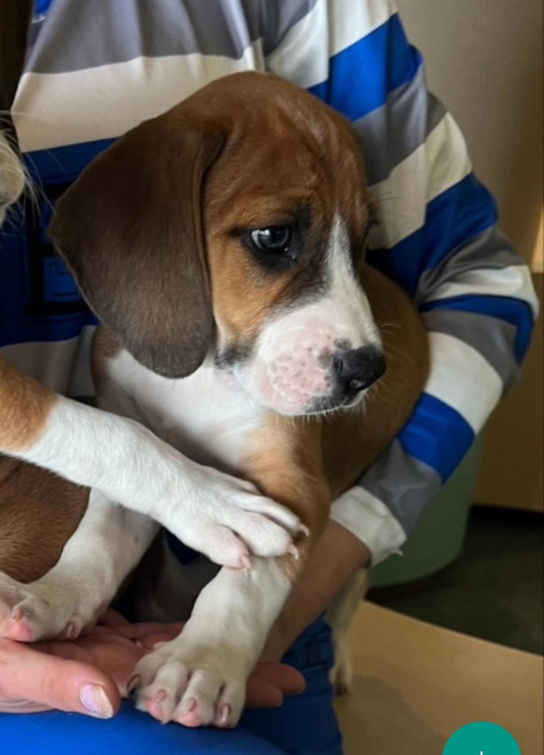 Bryce, a Adopted mixed breed in Kenner, LA image 3/3