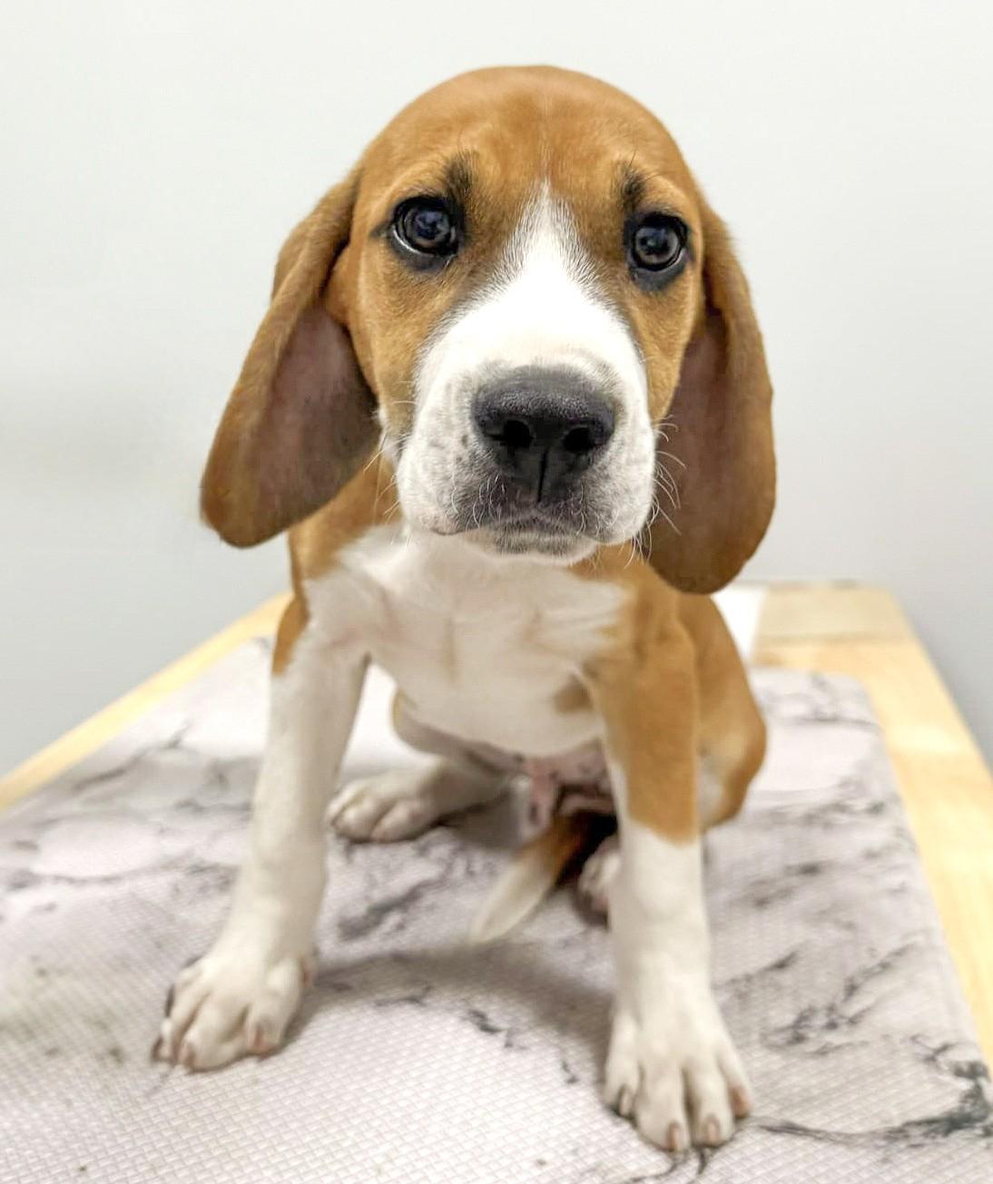 Bryce, Adopted, Puppy Male Hound & Boxer.