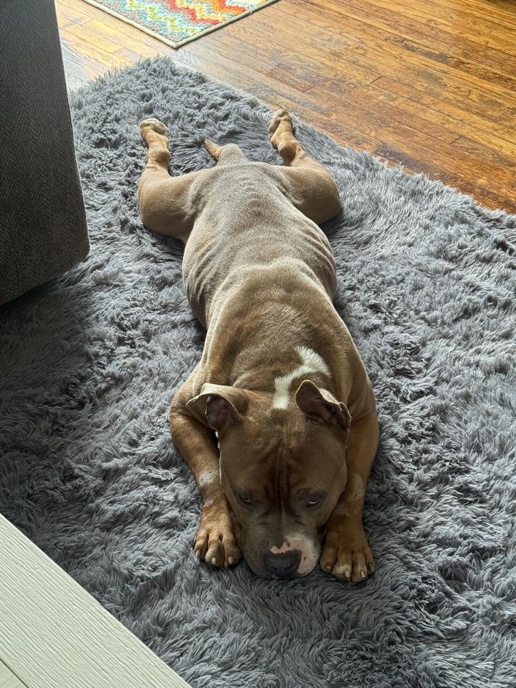 Bunny, Adoptable, Adult Male Pit Bull Terrier.
