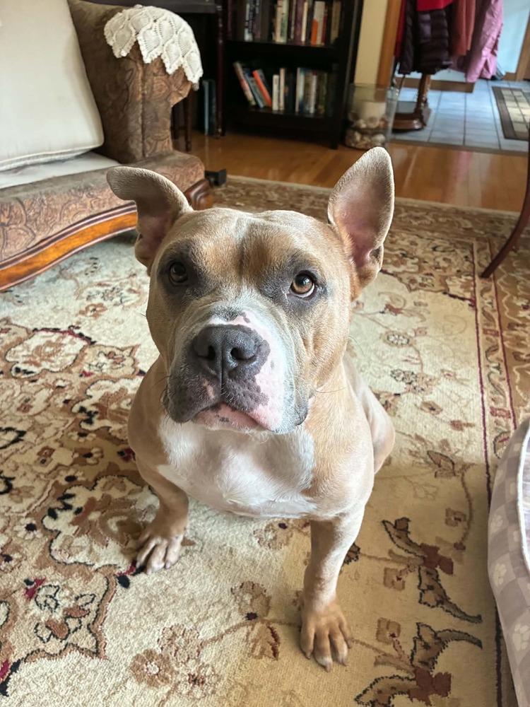 Enlarge Bunny, a Adoptable mixed breed in Amherst, NY image 2/6
